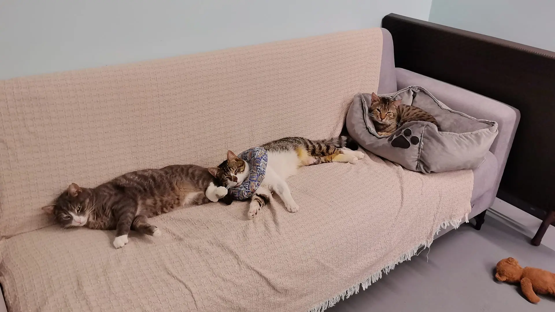 Kedi-Tekir | Haşmet Herkül