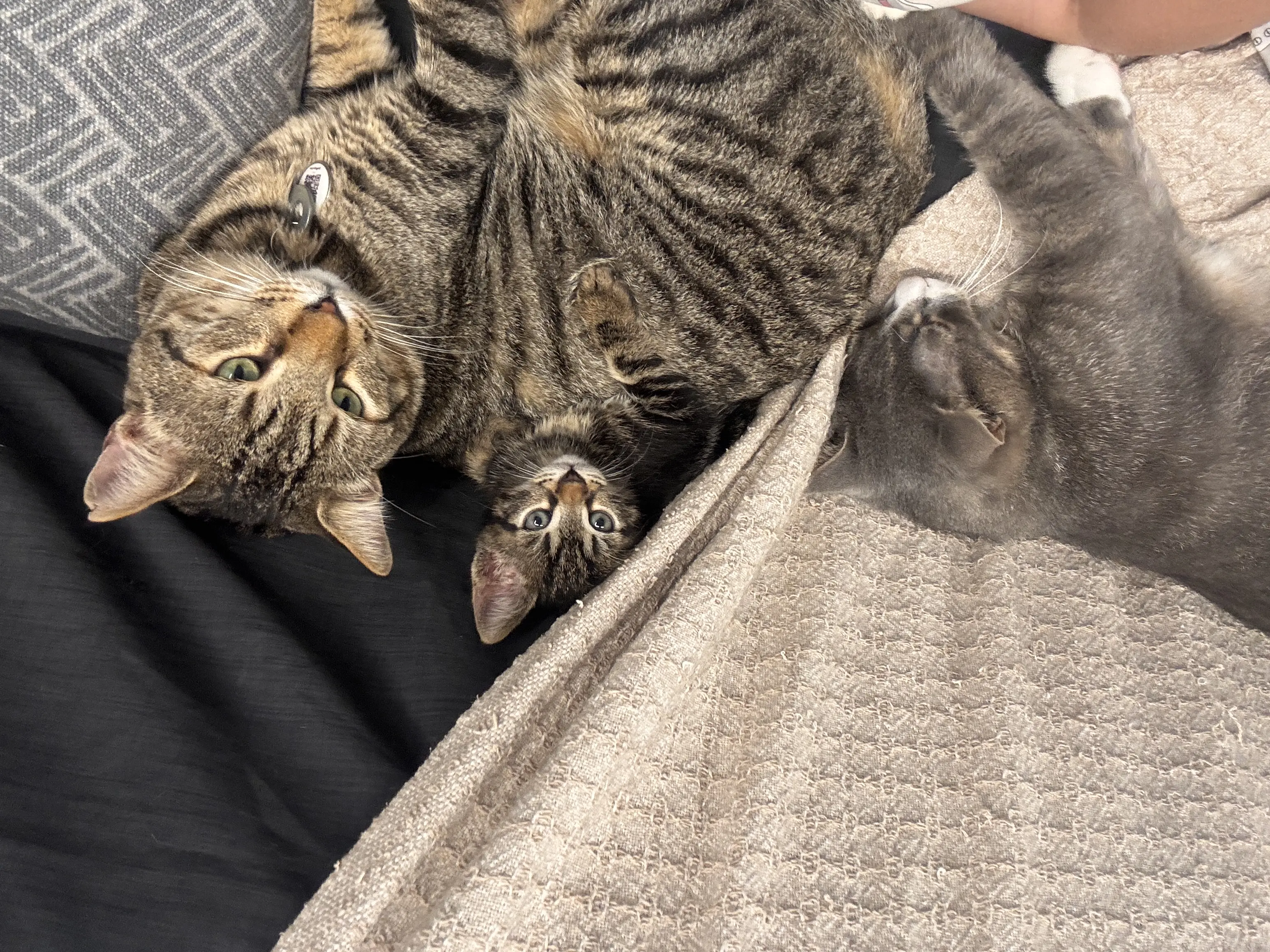 Kedi-Tekir | Haşmet Herkül