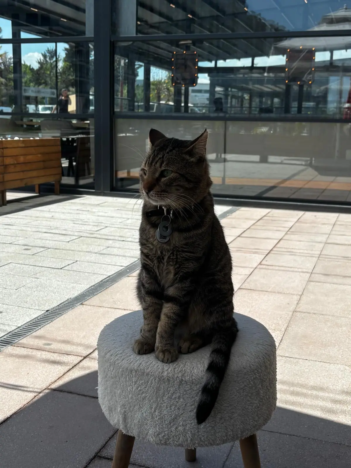 Kedi-Tekir | Haşmet Herkül