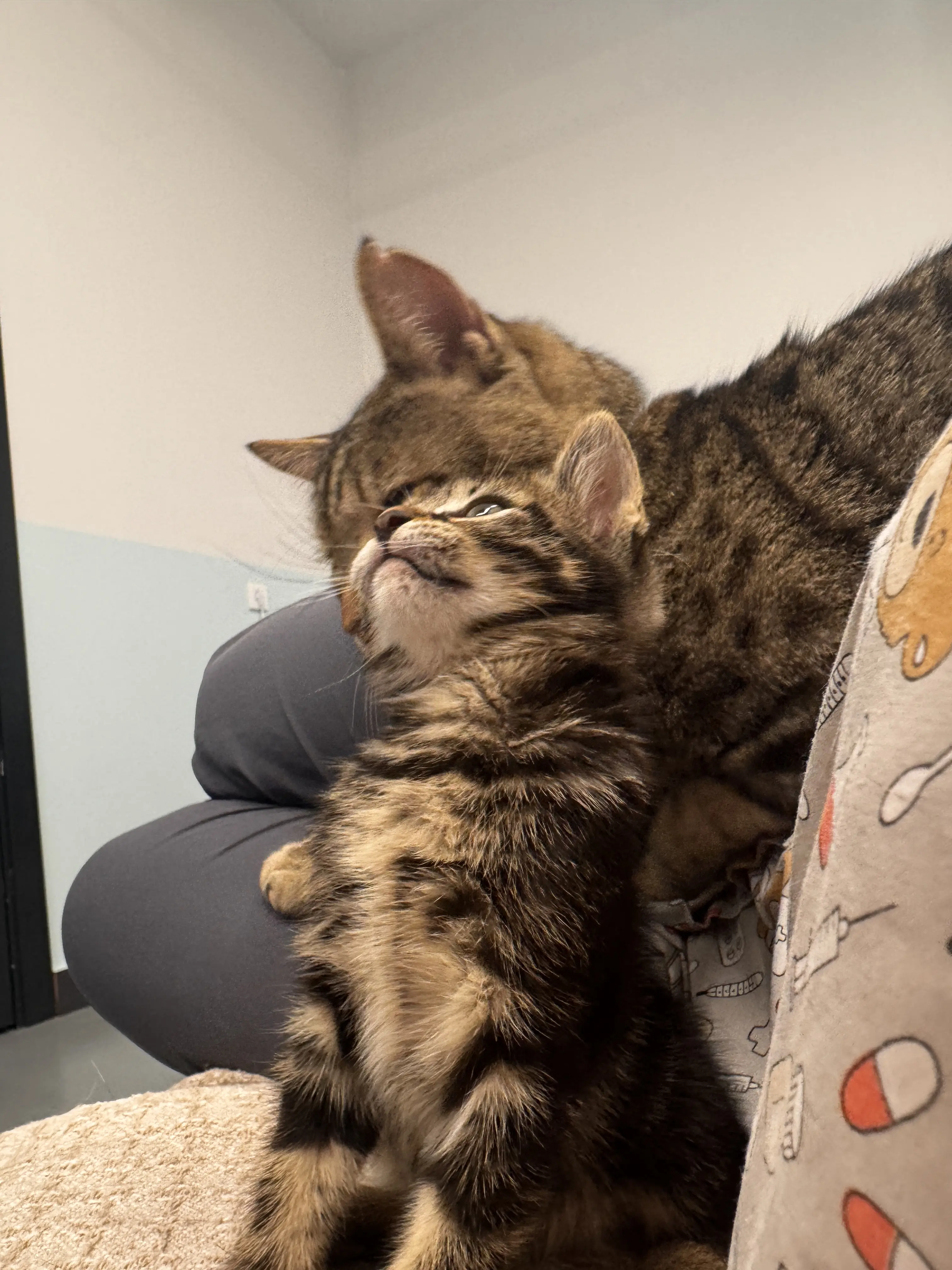 Kedi-Tekir | Haşmet Herkül