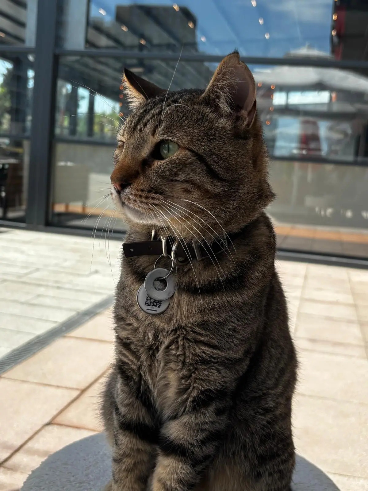 Kedi-Tekir | Haşmet Herkül