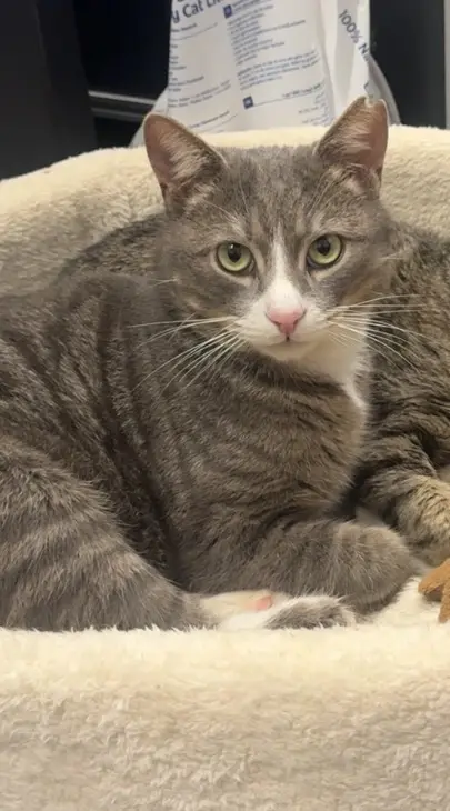 Kedi-Tekir | Haşmet Herkül
