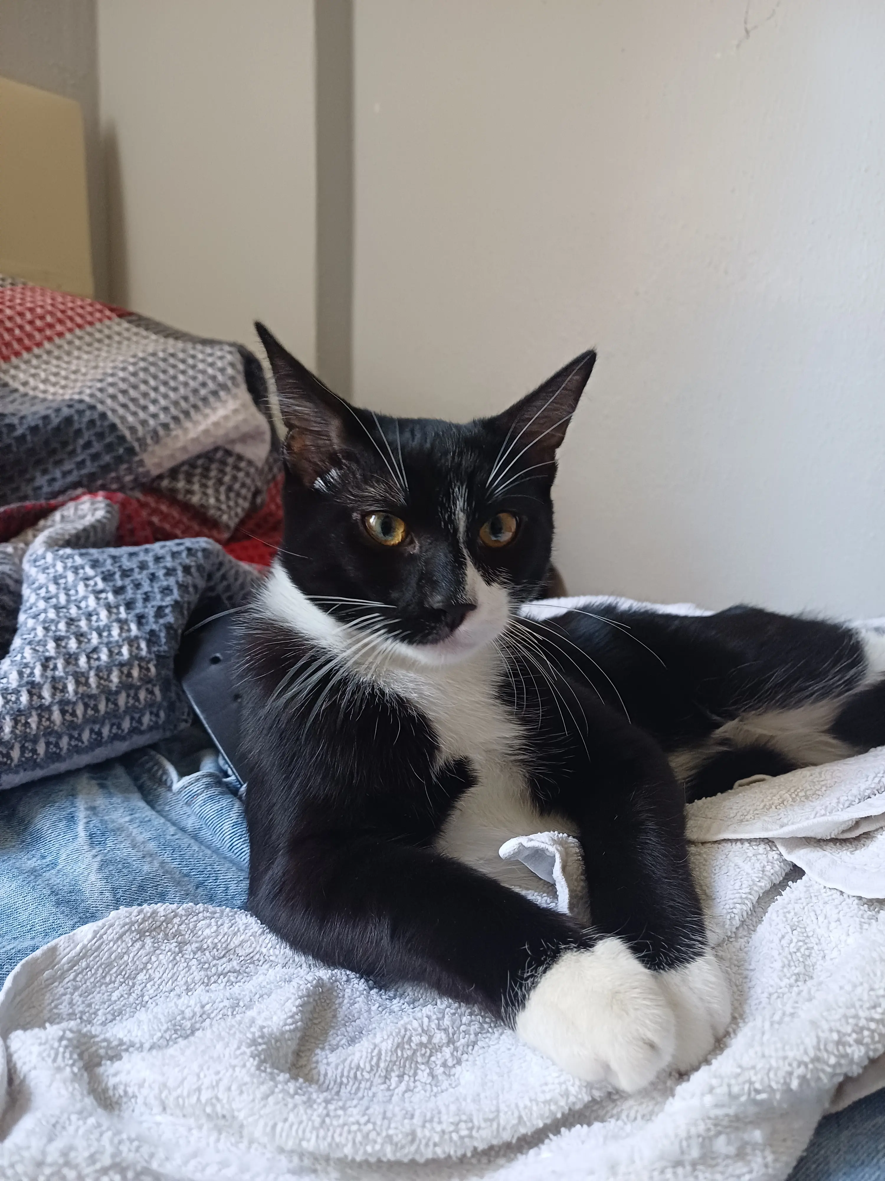 Kedi-Tekir | Mösyö
