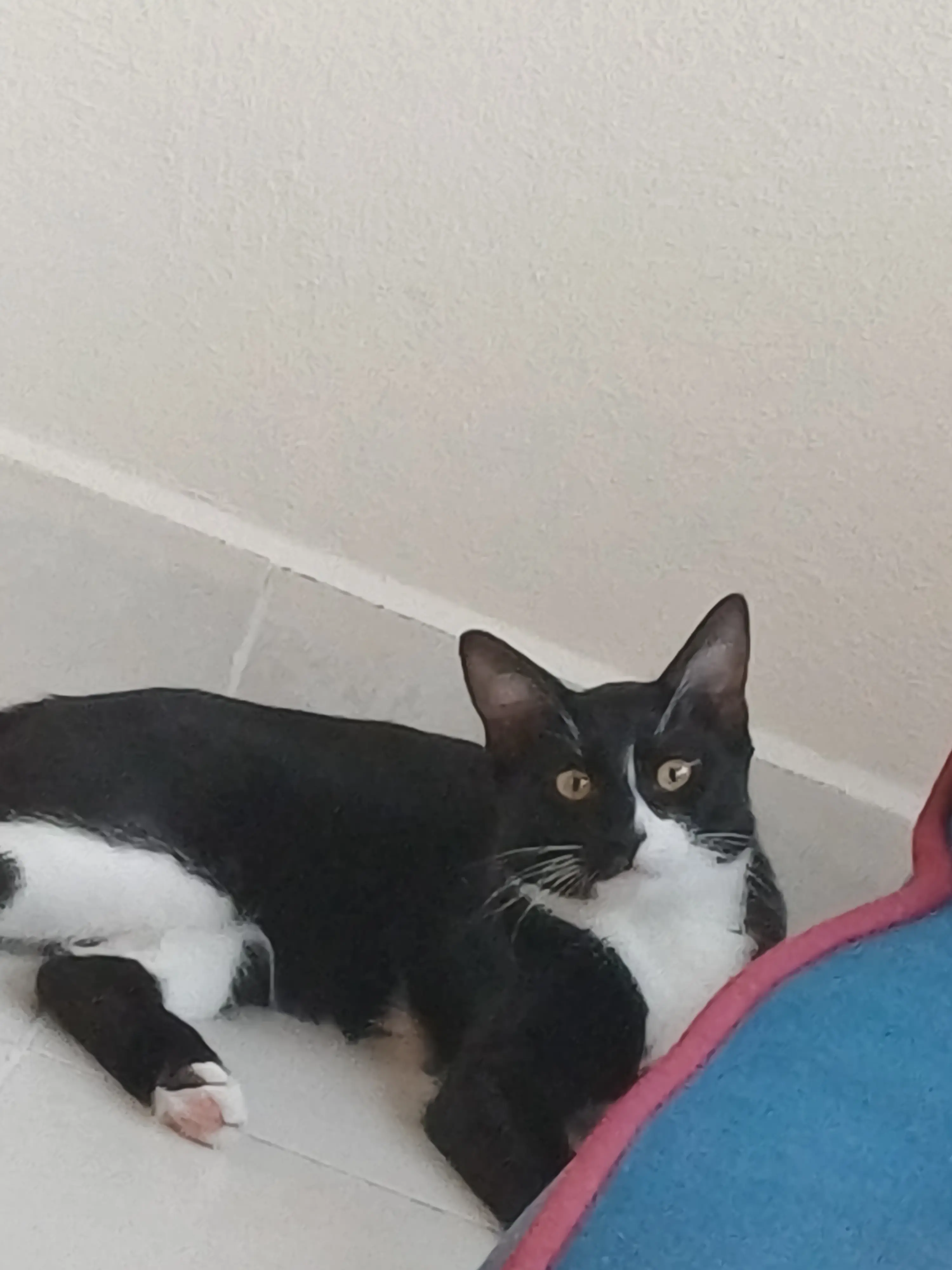 Kedi-Tekir | Mösyö