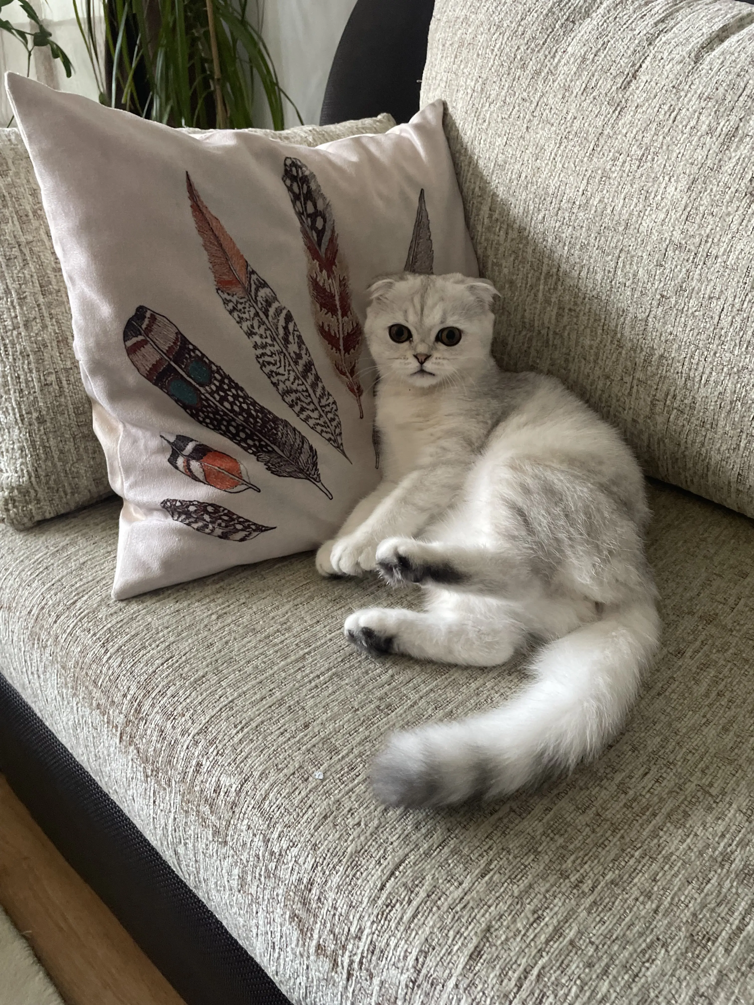 Kedi-Scottish Fold | HERA