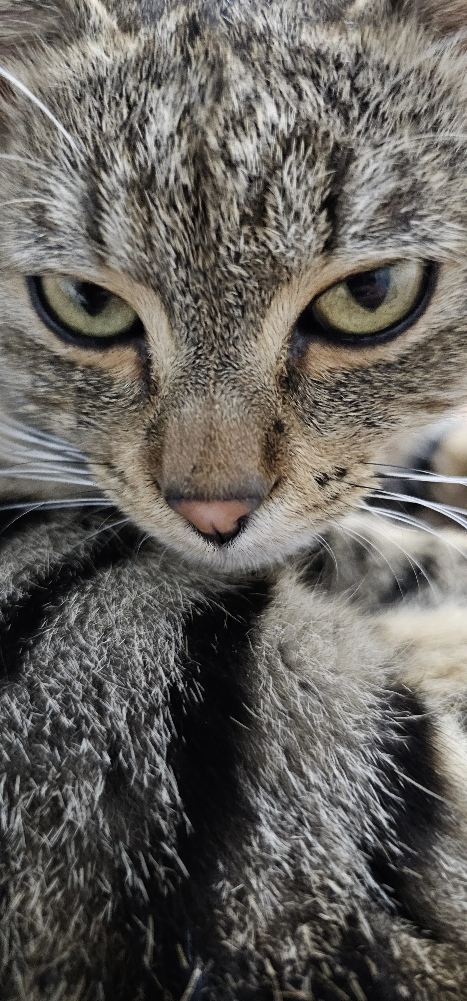 Kedi-Tekir | Boncuk, 22.12.2024 Pazar tarihli fotoğrafı