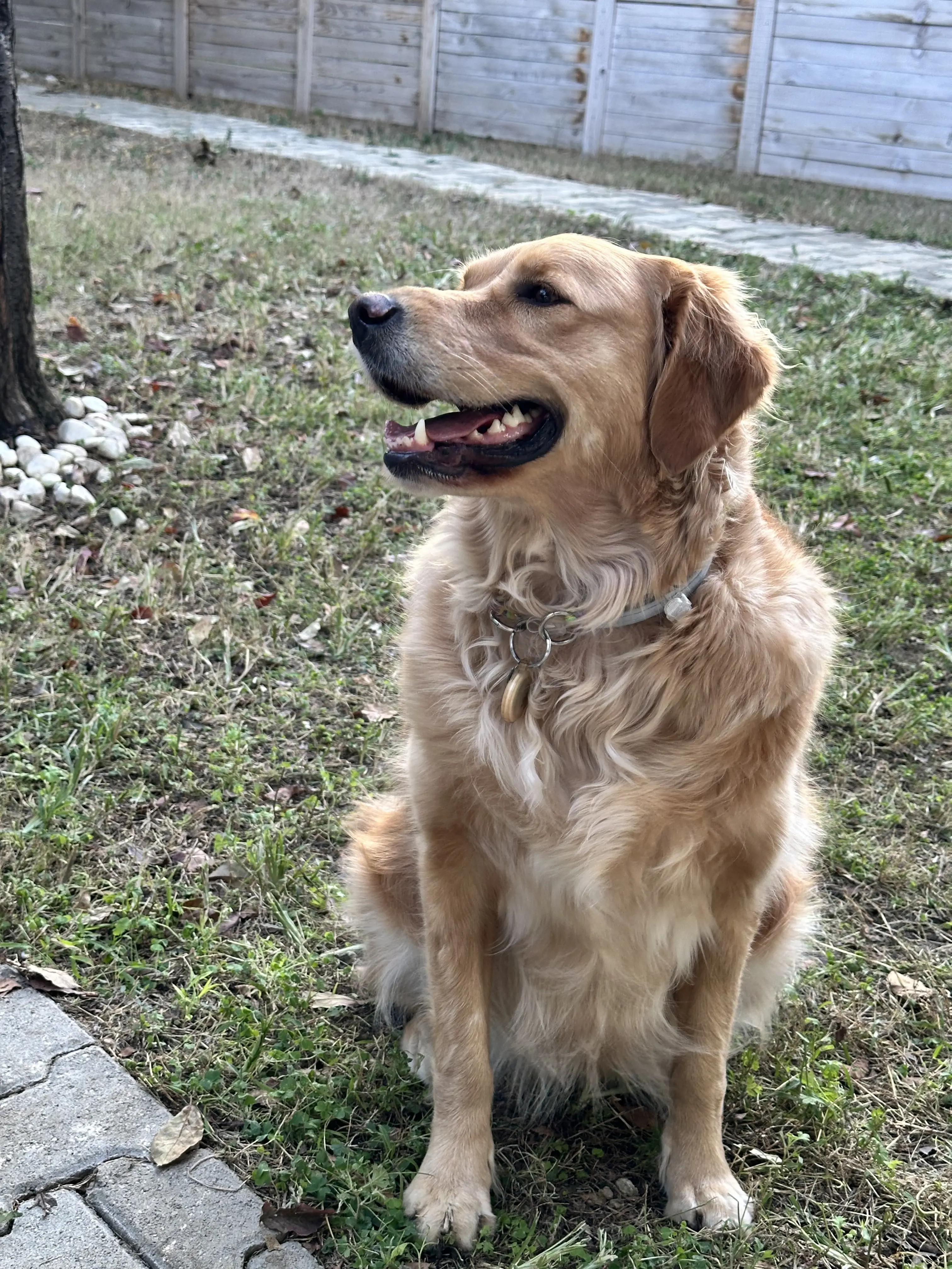 Köpek-Labrador Retriever | Badem, 25.12.2024 Çarşamba tarihli fotoğrafı