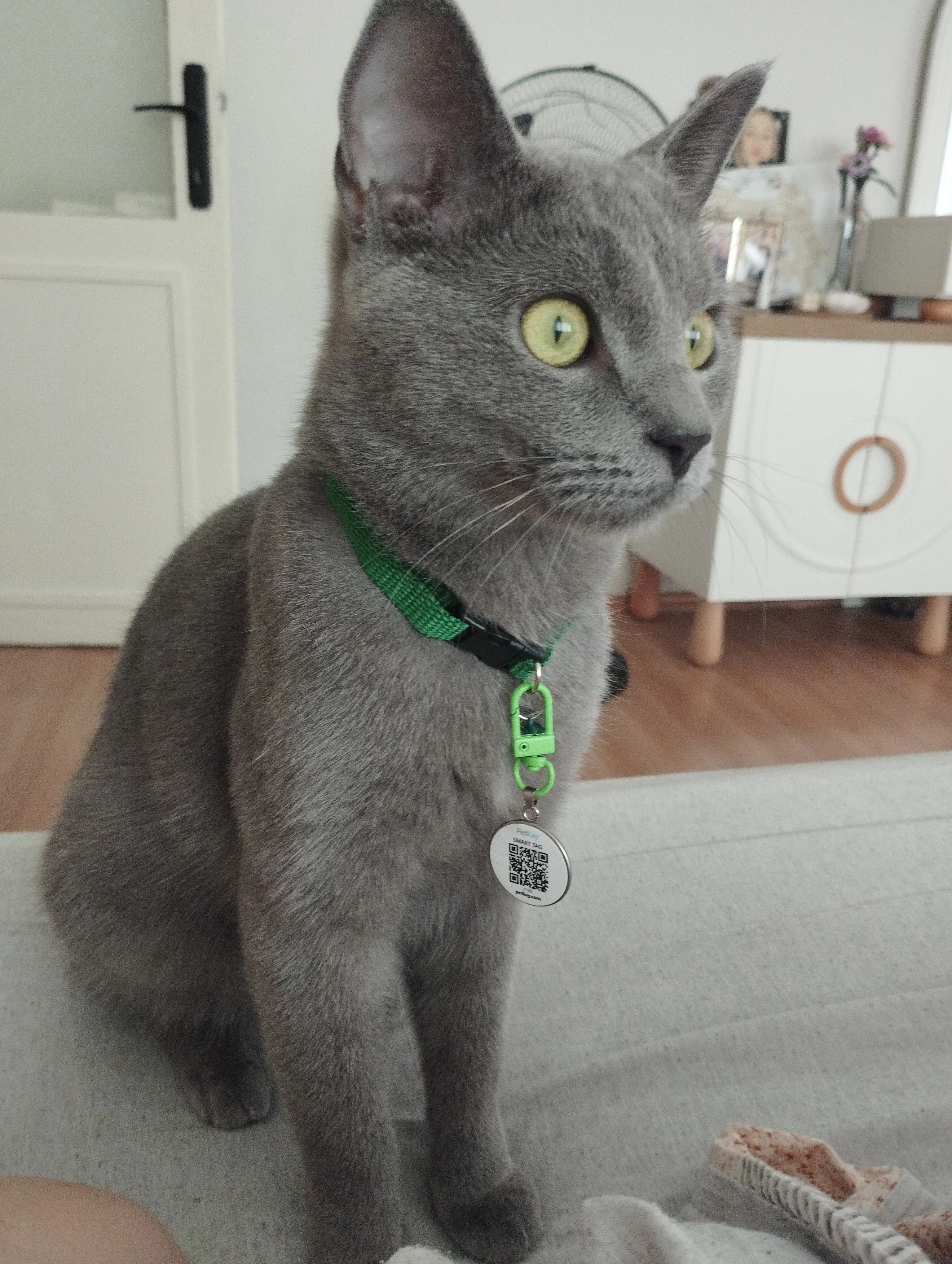 Kedi-Russian Blue | HAKU