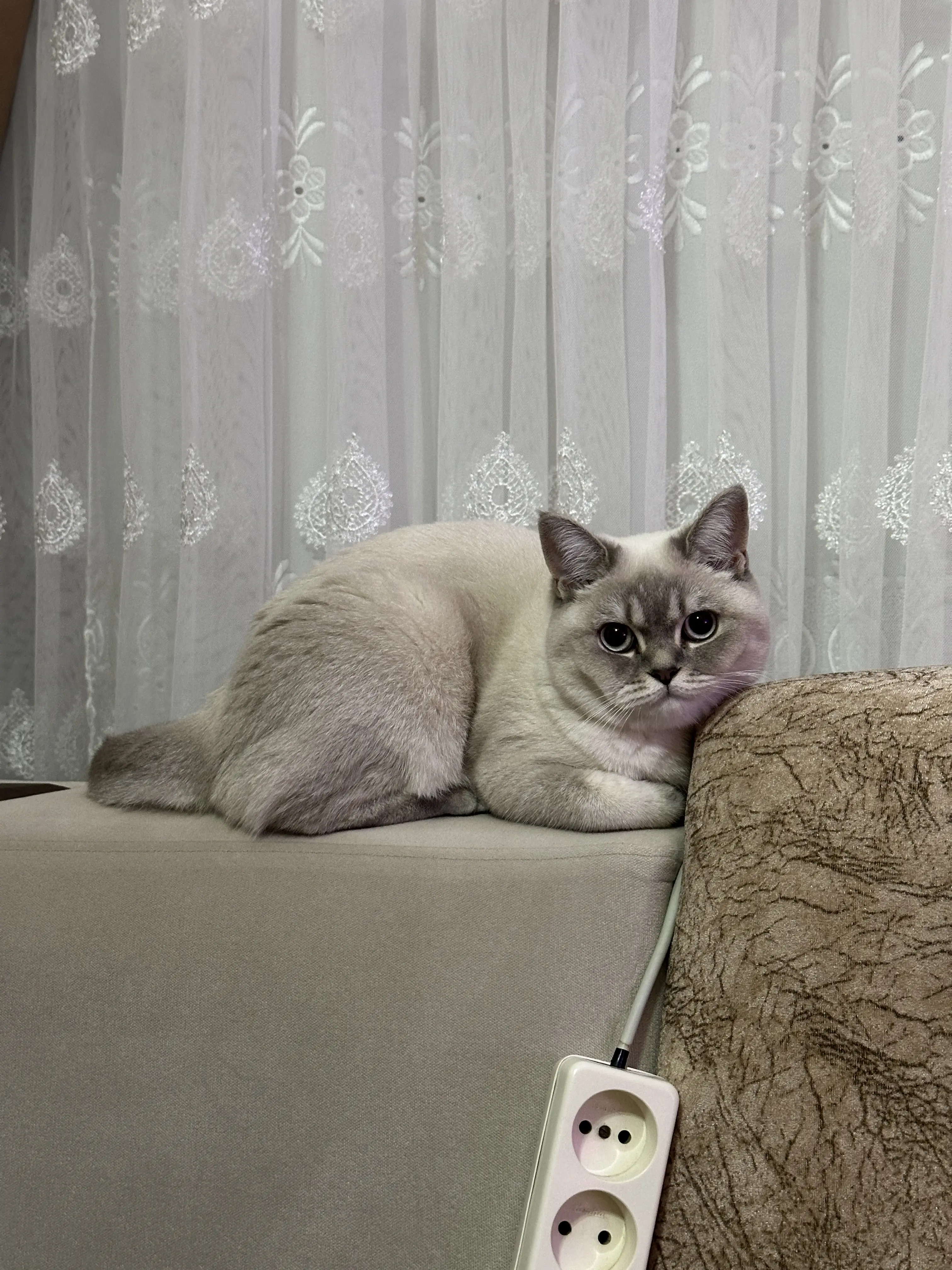 Kedi-British Longhair | Hera, 31.01.2026 Cumartesi tarihli fotoğrafı