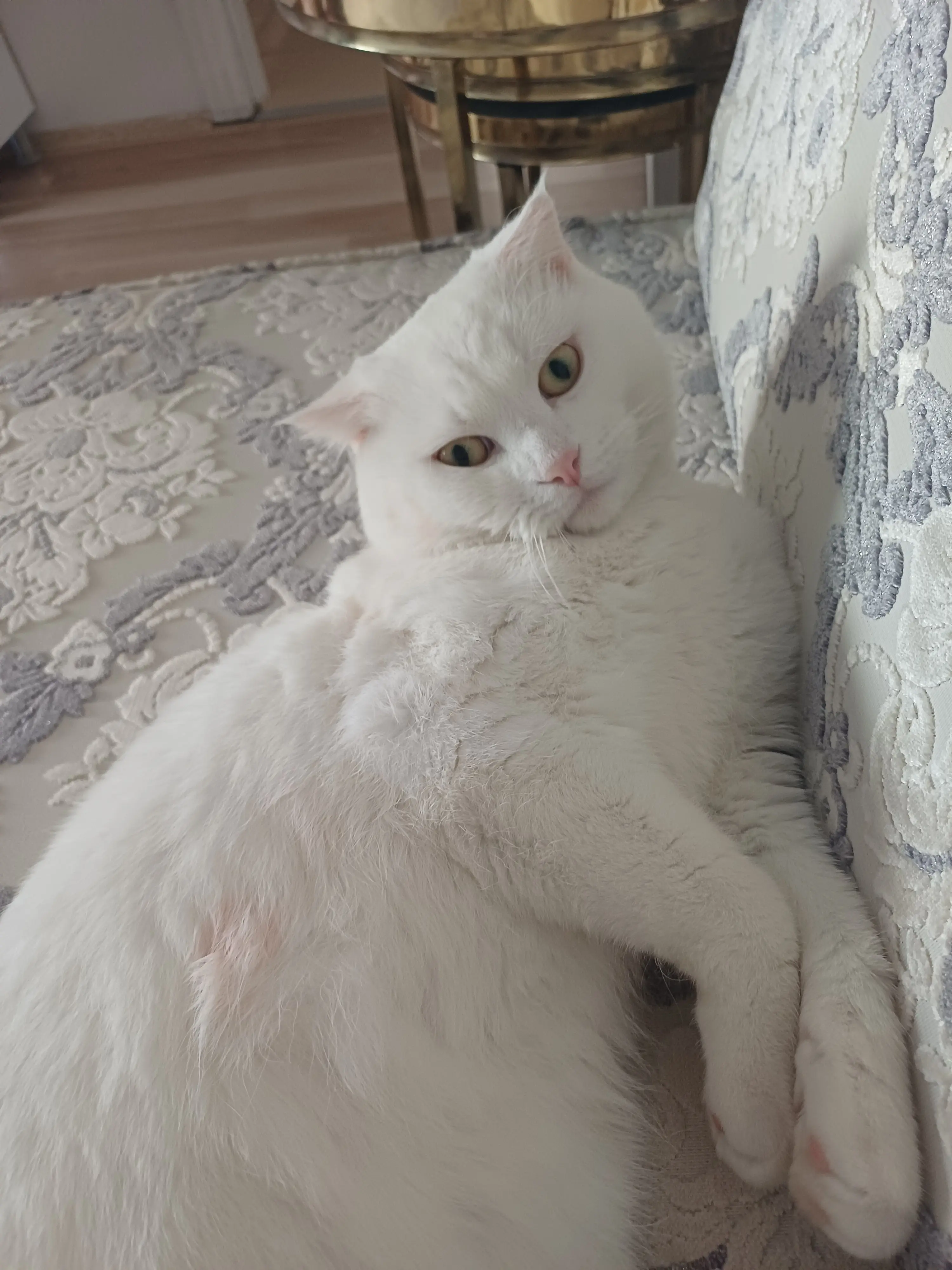 Kedi-British Shorthair | Mihrimah, 18.01.2026 Pazar tarihli fotoğrafı