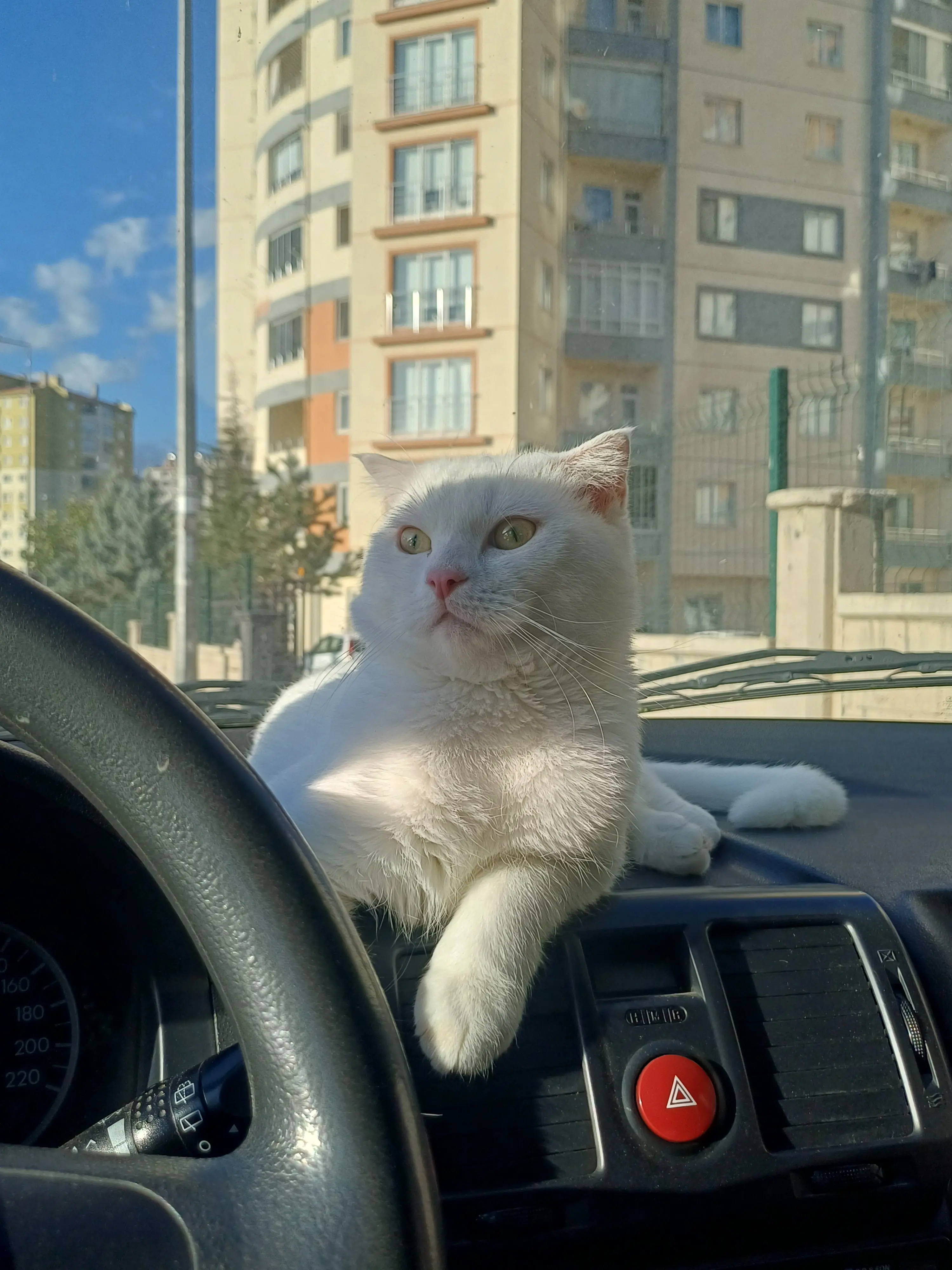 Kedi-British Shorthair | Mihrimah, 18.01.2026 Pazar tarihli fotoğrafı