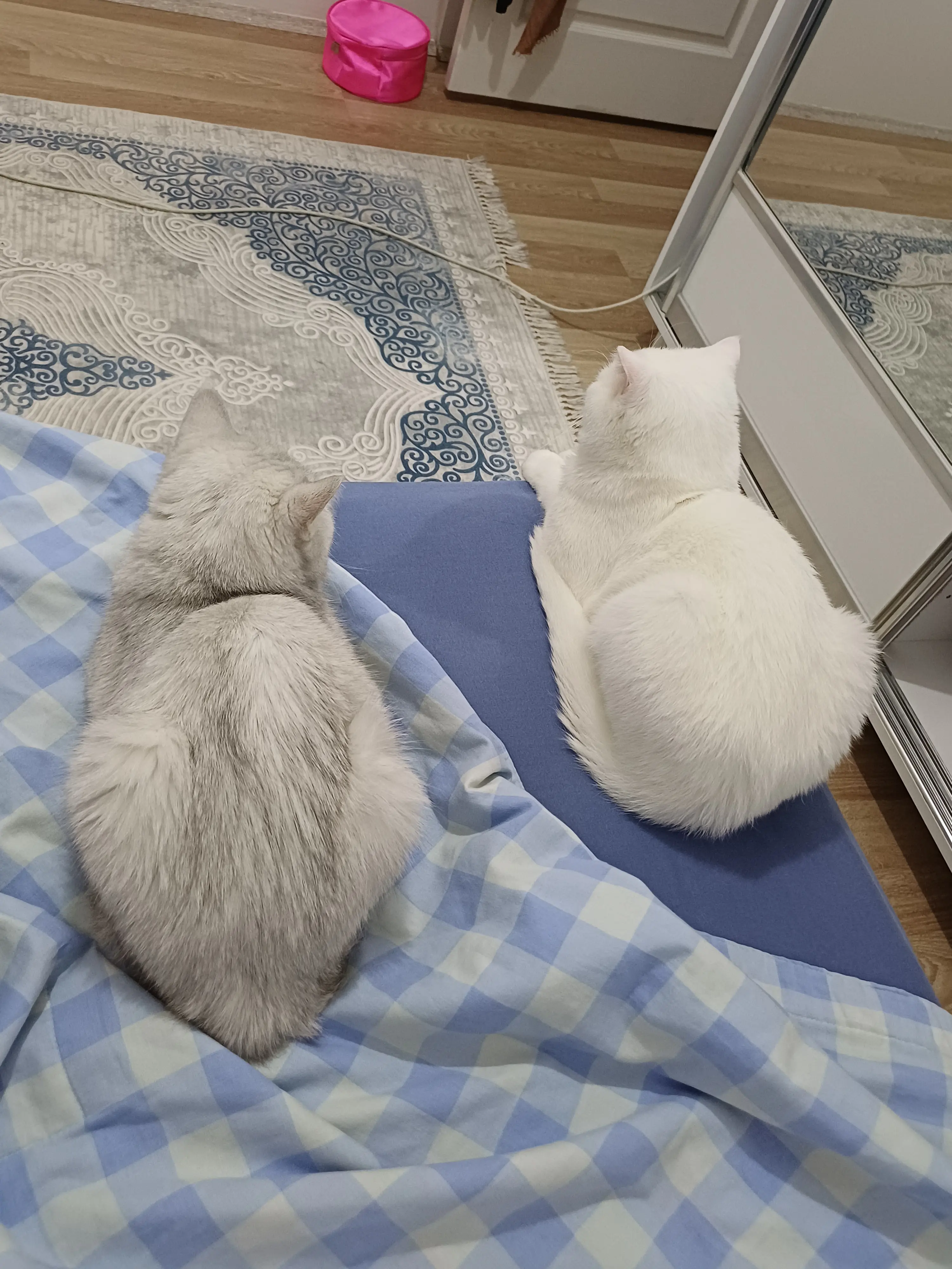 Kedi-British Shorthair | Mihrimah, 18.01.2026 Pazar tarihli fotoğrafı