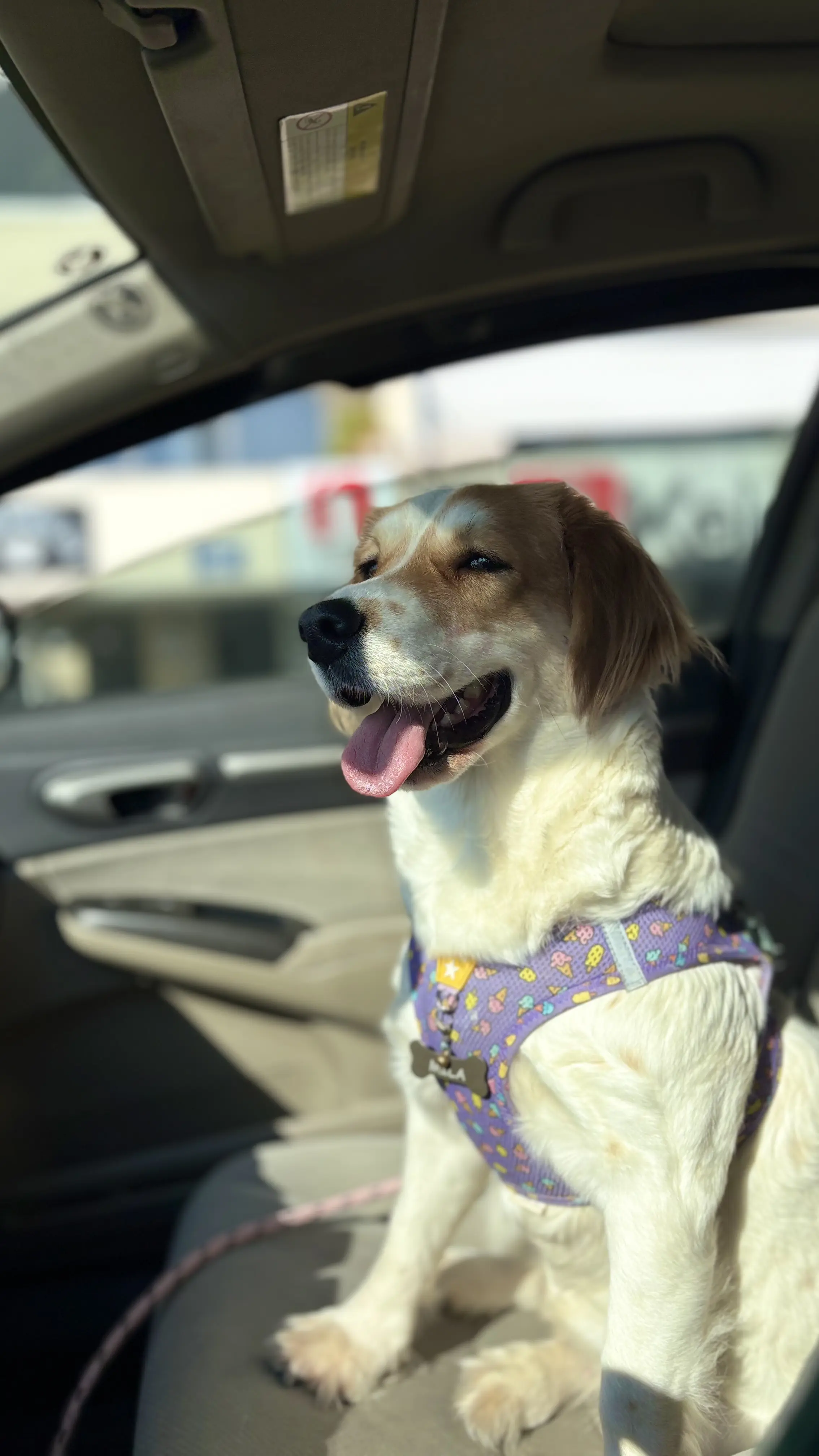 Köpek-Brittany | Mila , 08.04.2025 Salı tarihli fotoğrafı