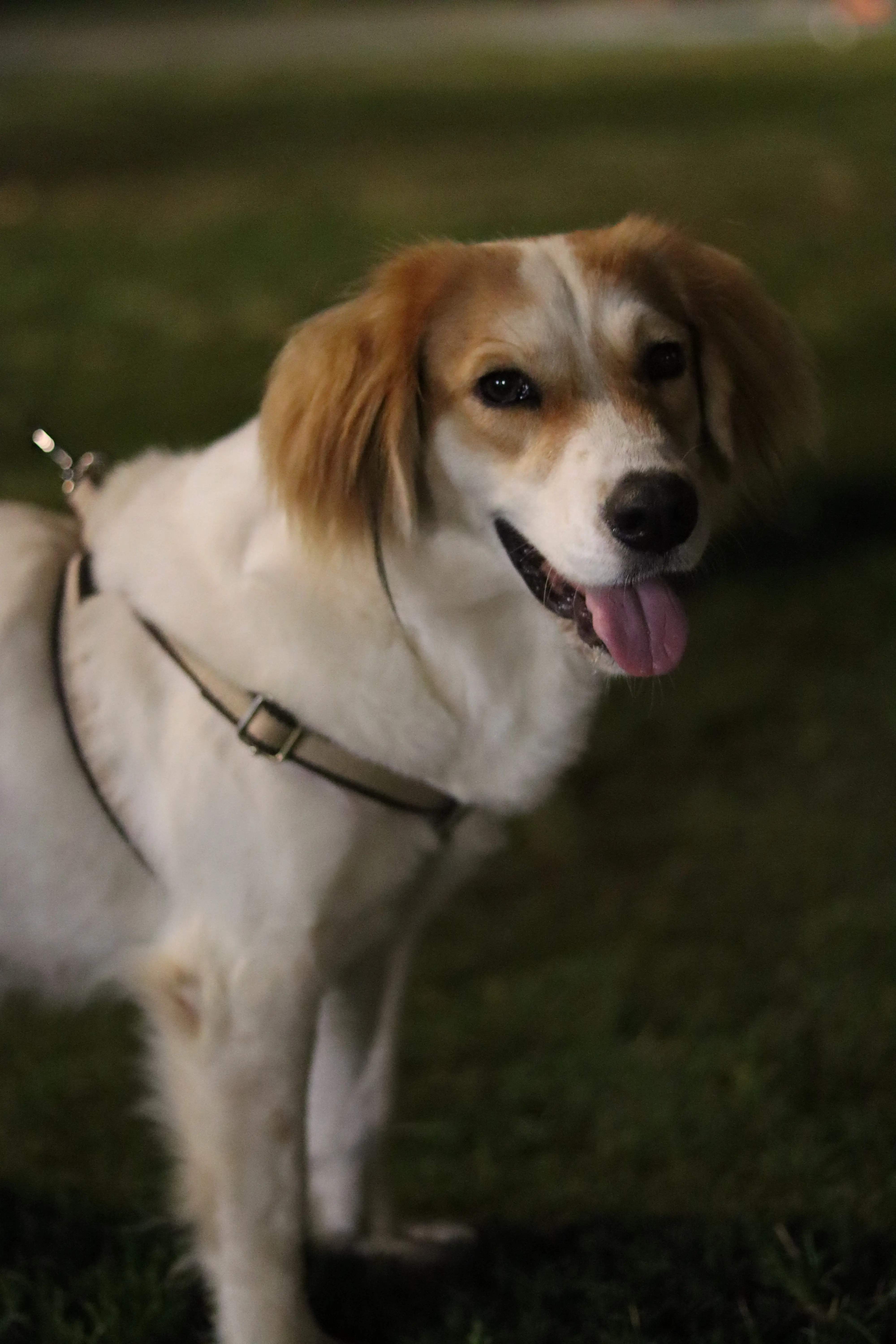 Köpek-Brittany | Mila , 08.04.2025 Salı tarihli fotoğrafı