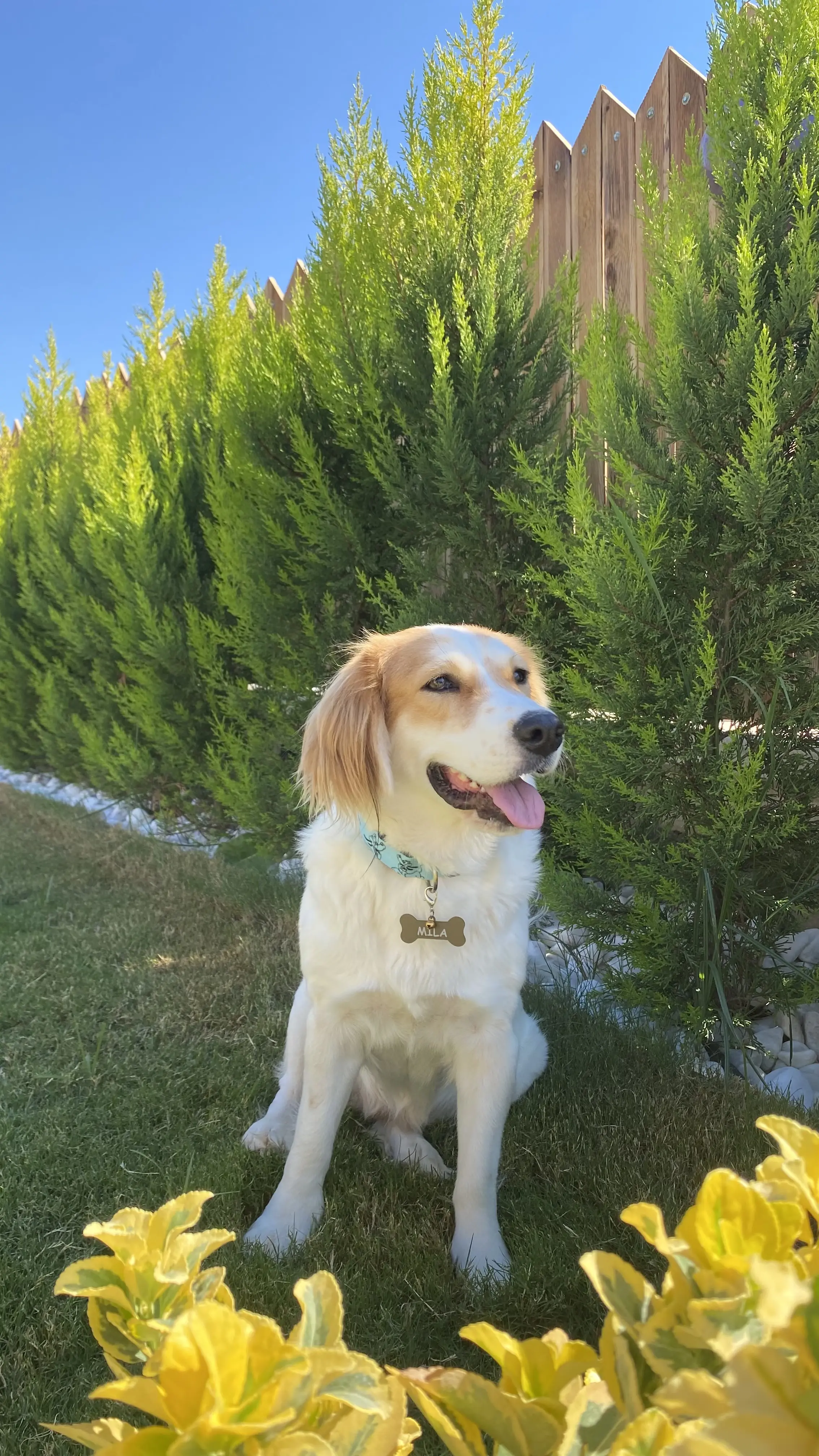 Köpek-Brittany | Mila , 08.04.2025 Salı tarihli fotoğrafı