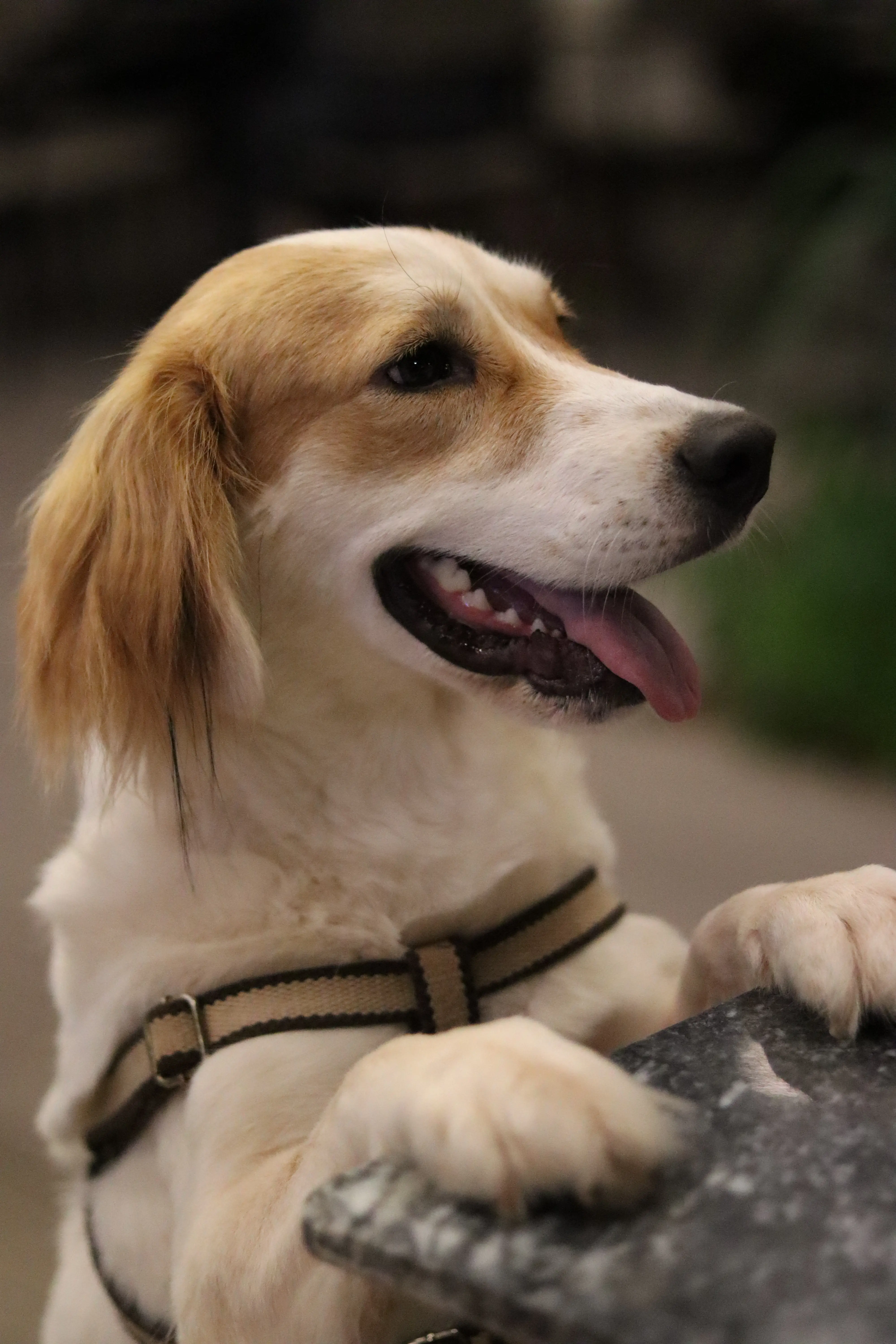 Köpek-Brittany | Mila , 08.04.2025 Salı tarihli fotoğrafı