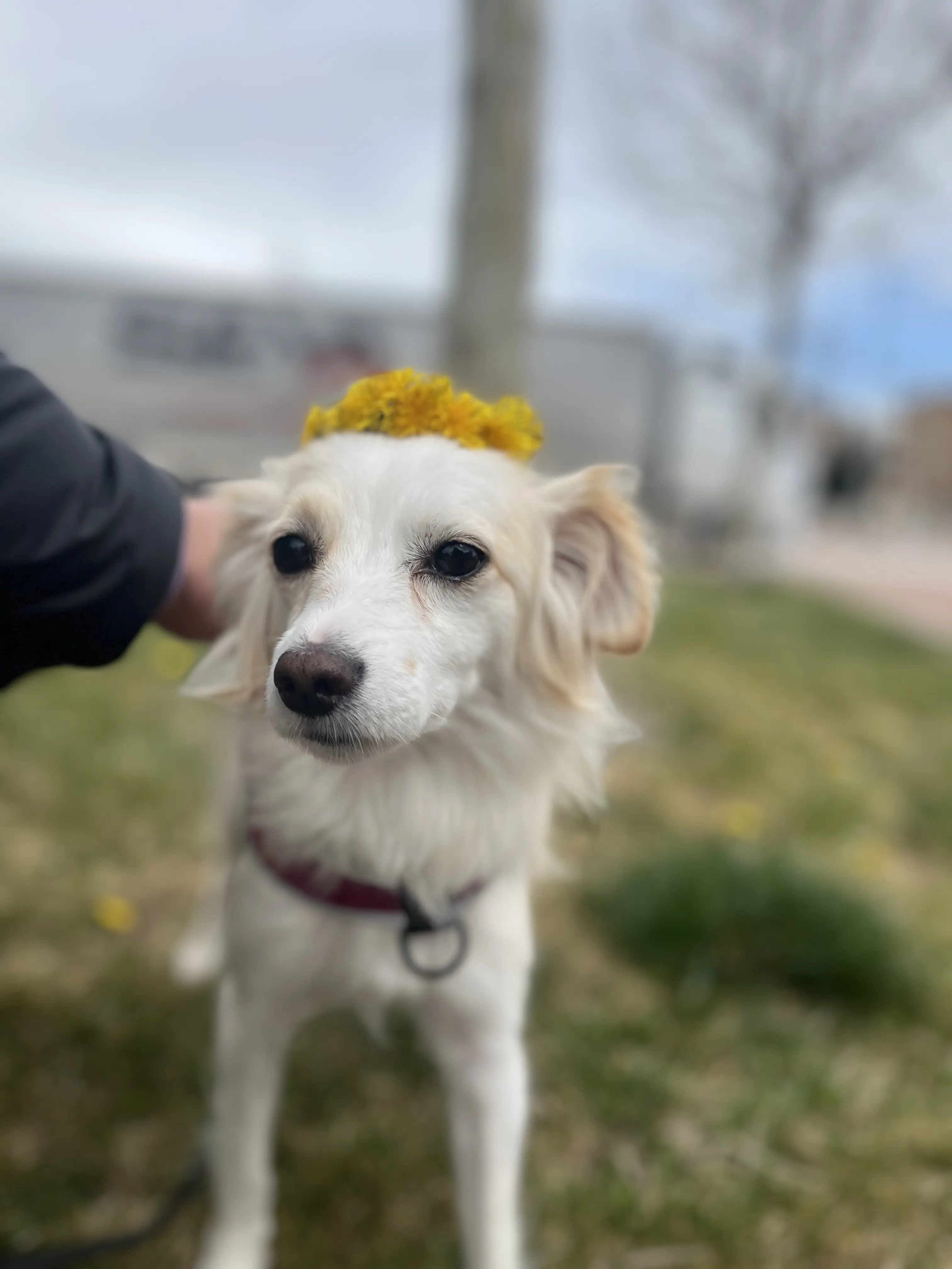 Köpek-Papillon | Pena, 10.04.2025 Perşembe tarihli fotoğrafı