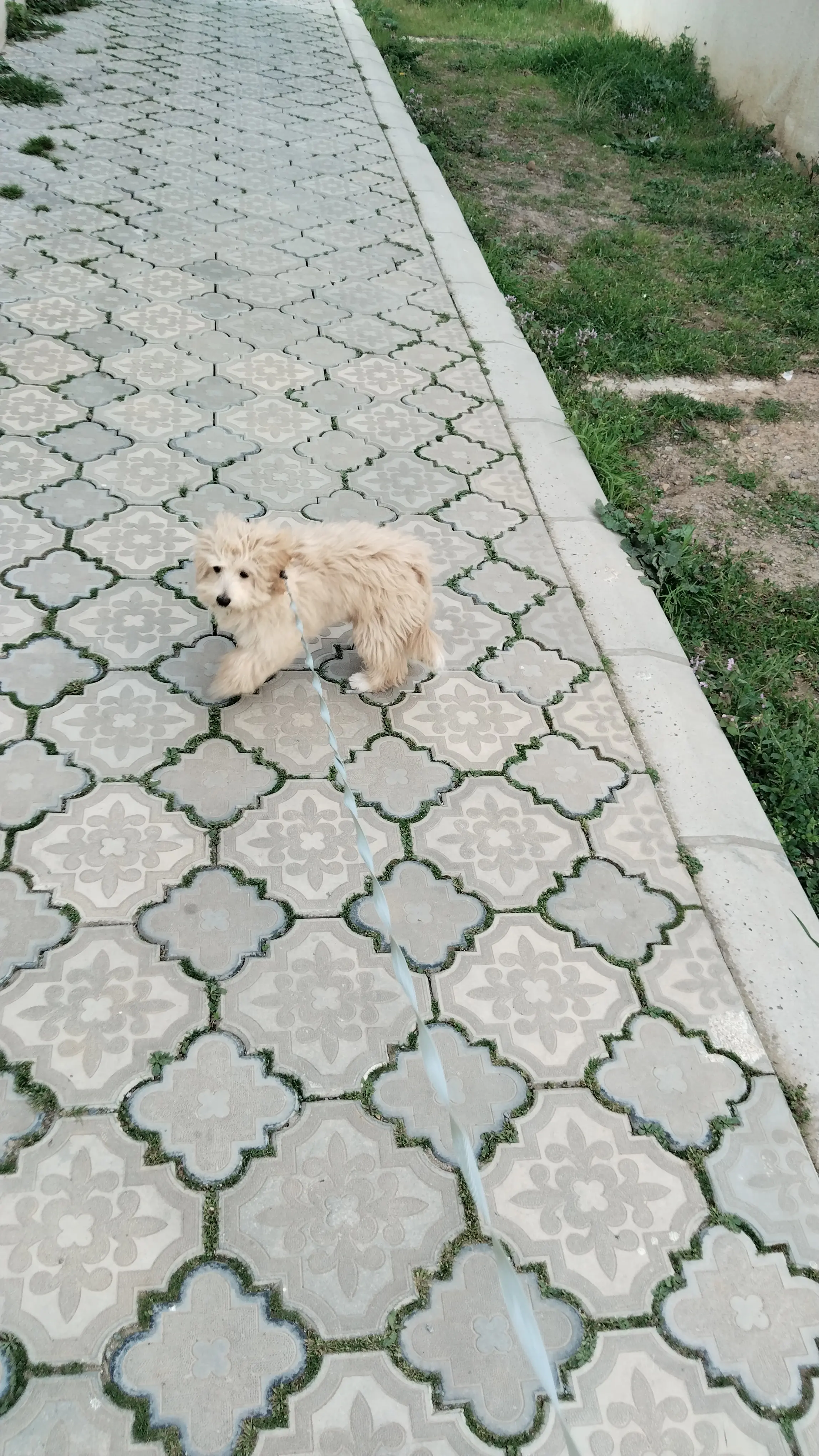 Köpek-Maltese | Barney, 22.04.2025 Salı tarihli fotoğrafı