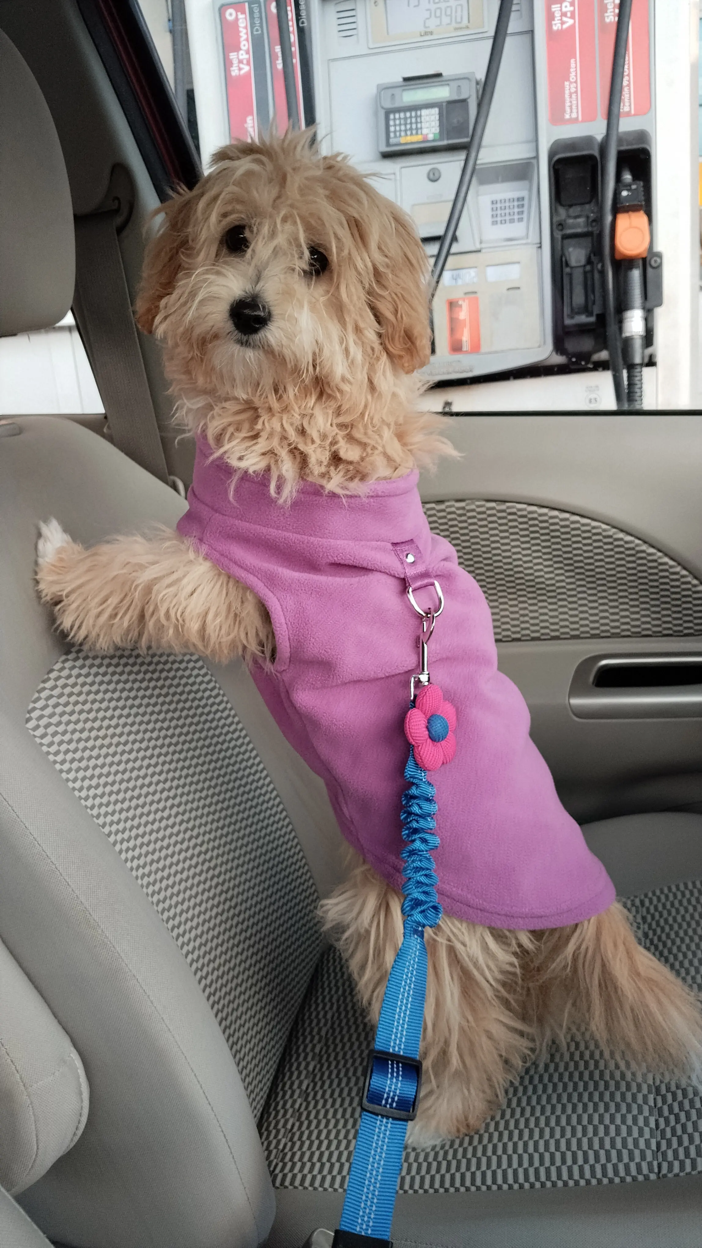 Köpek-Maltese | Barney, 22.04.2025 Salı tarihli fotoğrafı