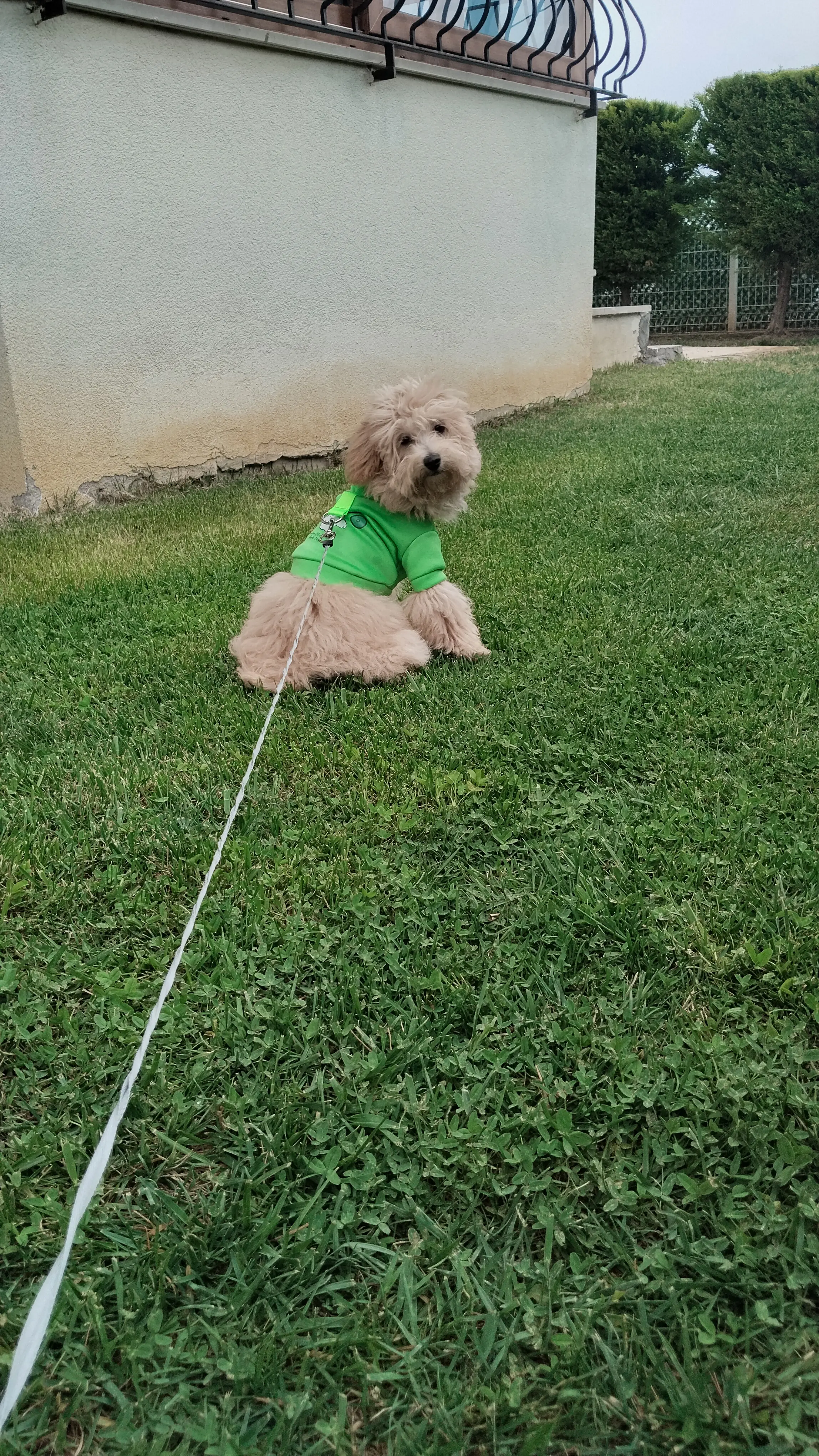 Köpek-Maltese | Barney, 22.04.2025 Salı tarihli fotoğrafı
