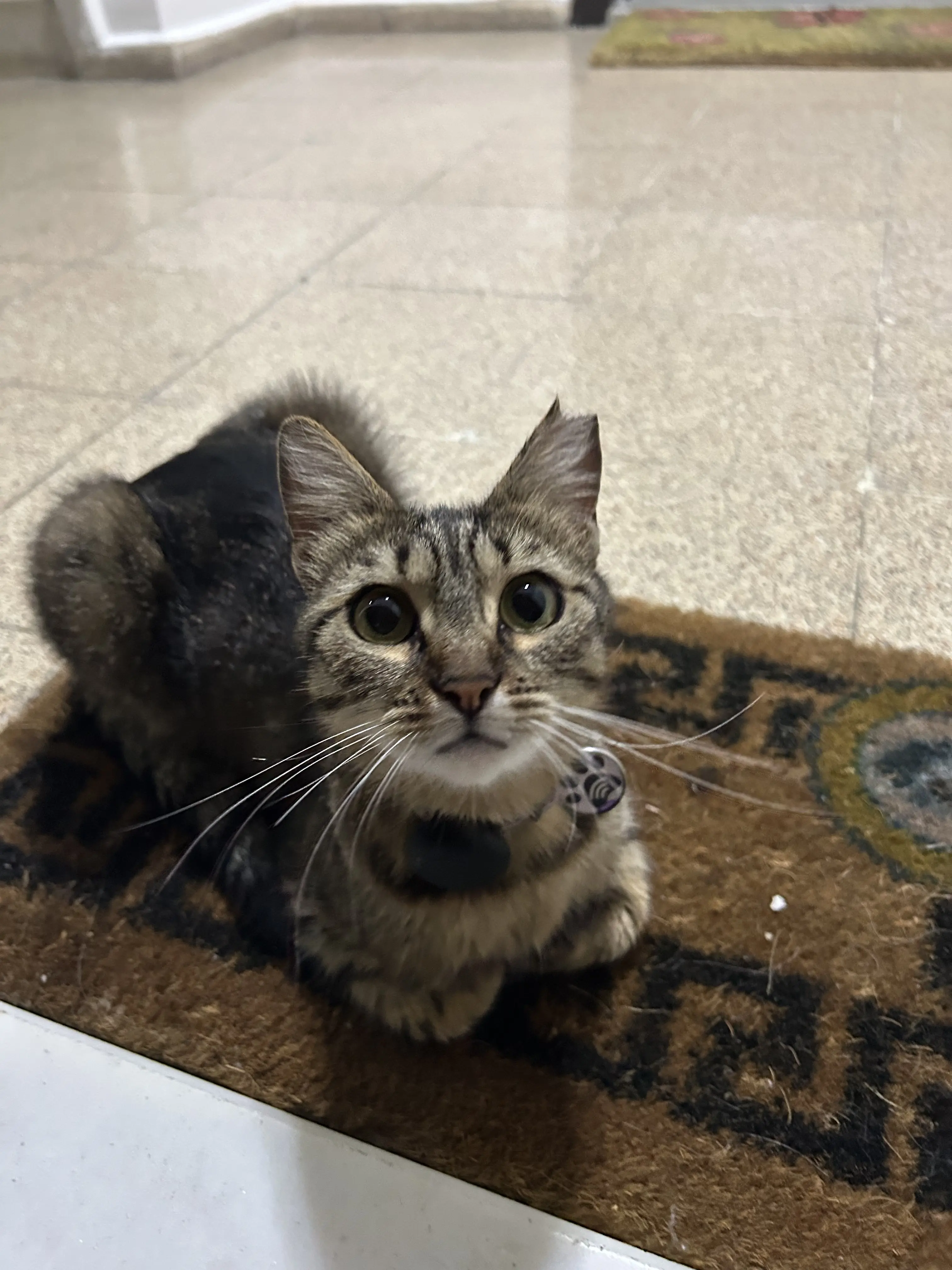 Kedi-Tekir | Minik, 09.06.2025 Pazartesi tarihli fotoğrafı