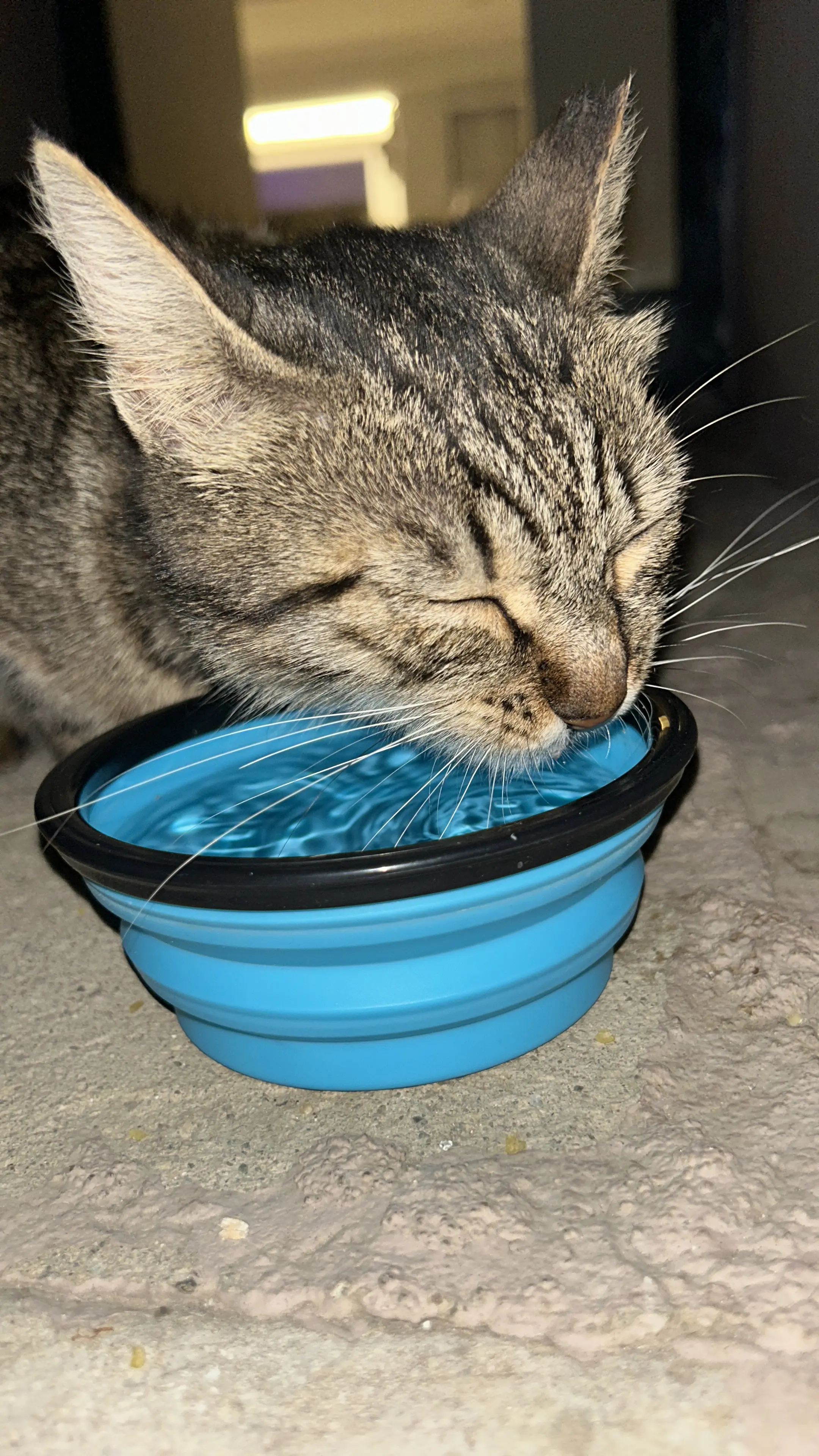 Kedi-Tekir | Minik, 09.06.2025 Pazartesi tarihli fotoğrafı