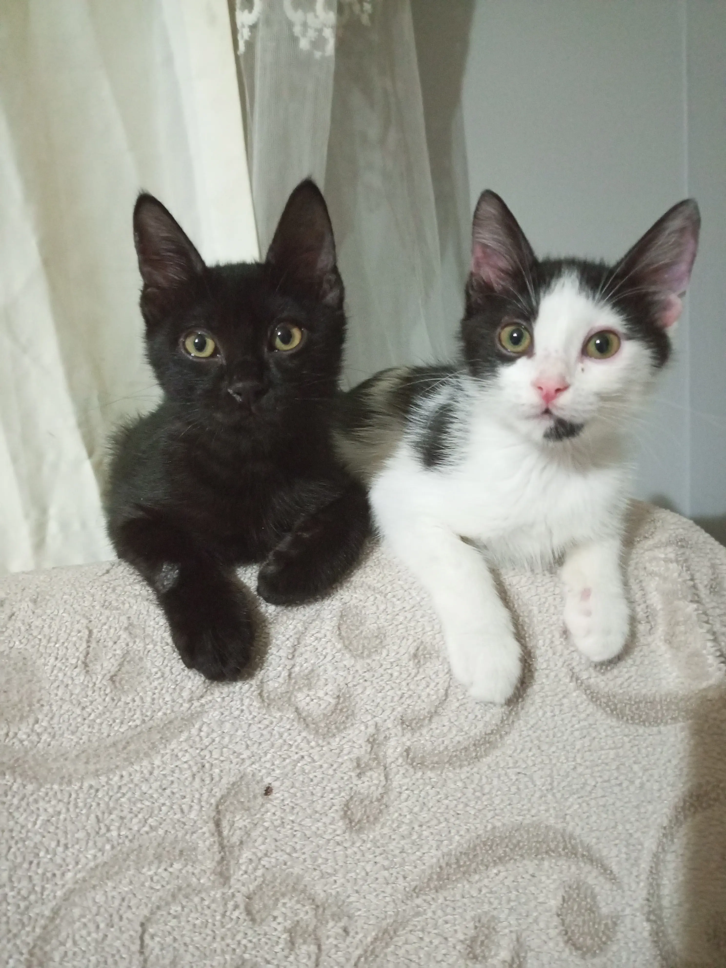 Kedi-Norwegian Forest Cat | Aria, 29.05.2025 Perşembe tarihli fotoğrafı