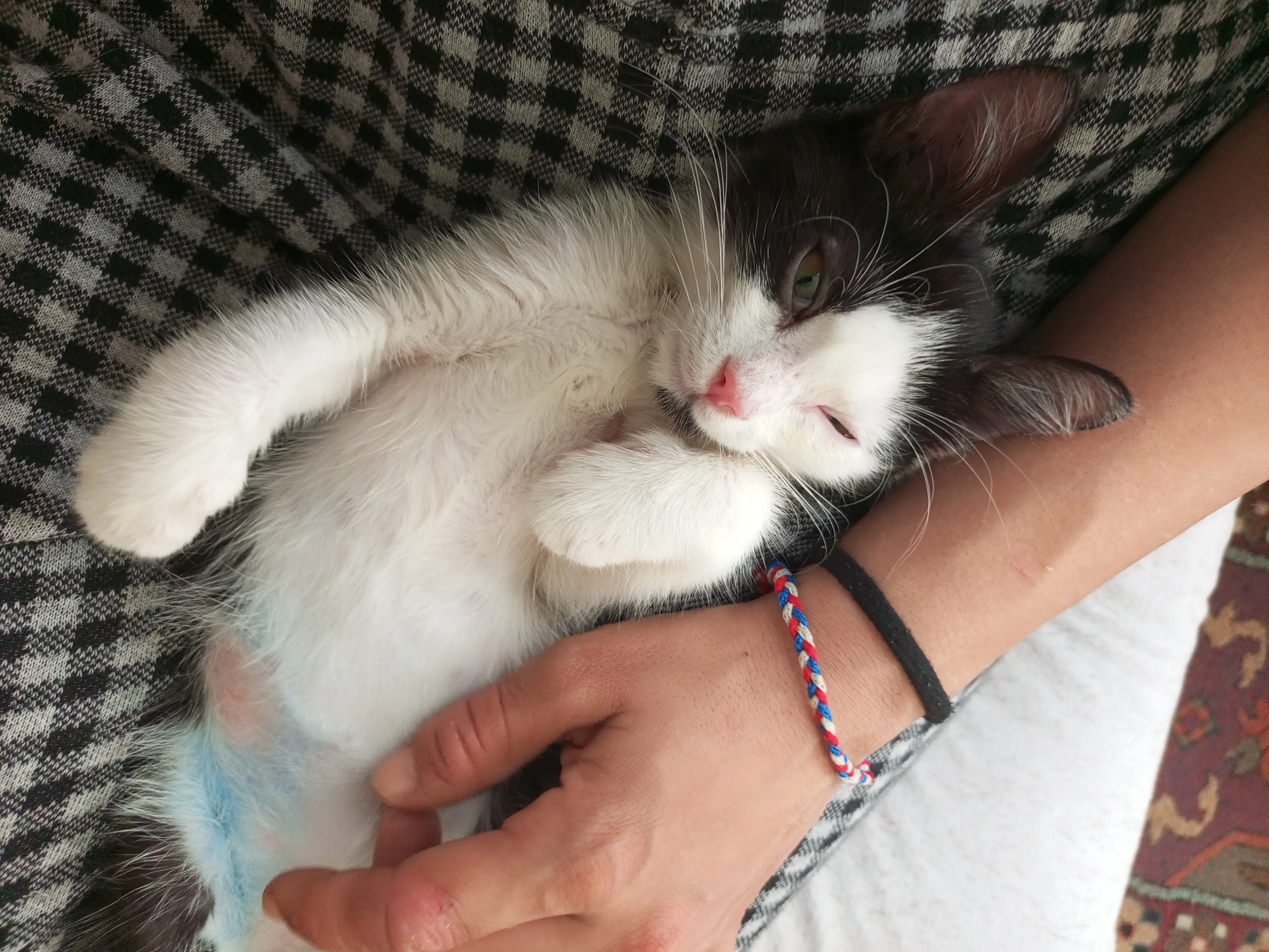 Kedi-Norwegian Forest Cat | Aria, 29.05.2025 Perşembe tarihli fotoğrafı