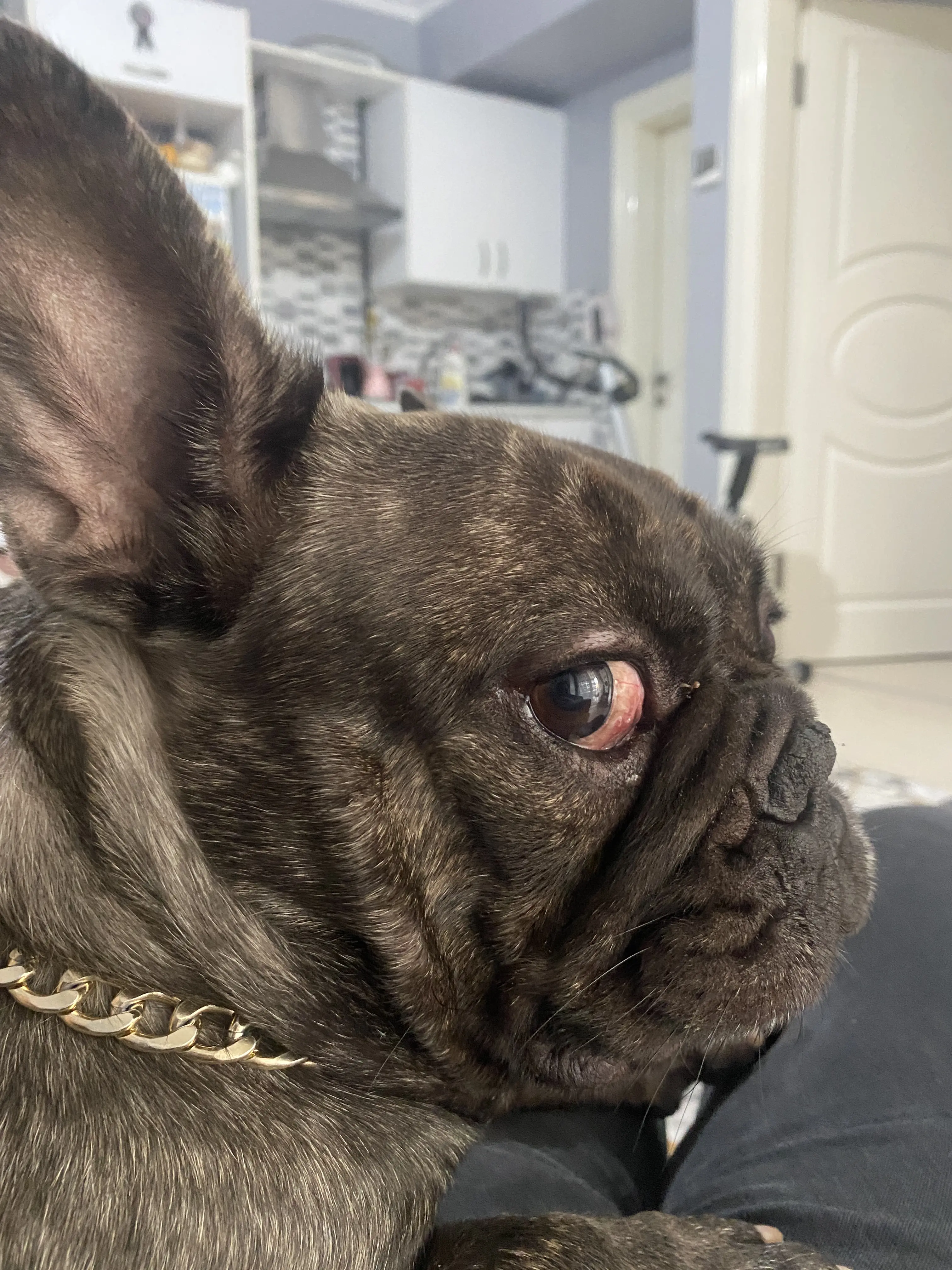 Köpek-Fransız Bulldog | Gölge, 15.01.2026 Perşembe tarihli fotoğrafı