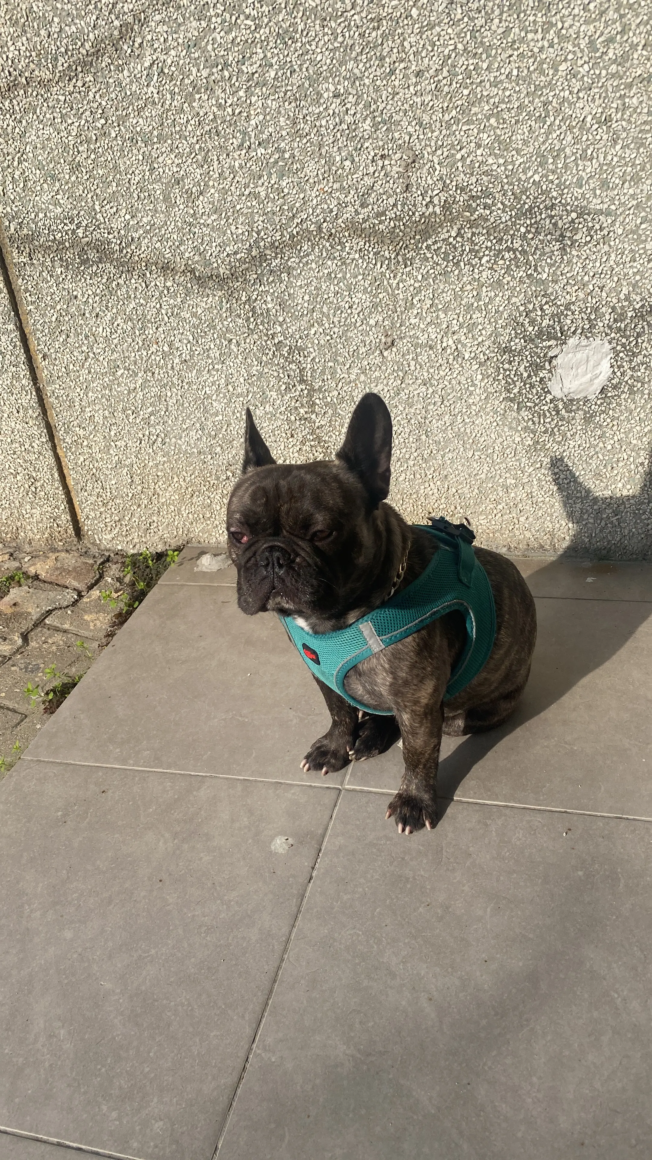 Köpek-Fransız Bulldog | Gölge, 15.01.2026 Perşembe tarihli fotoğrafı