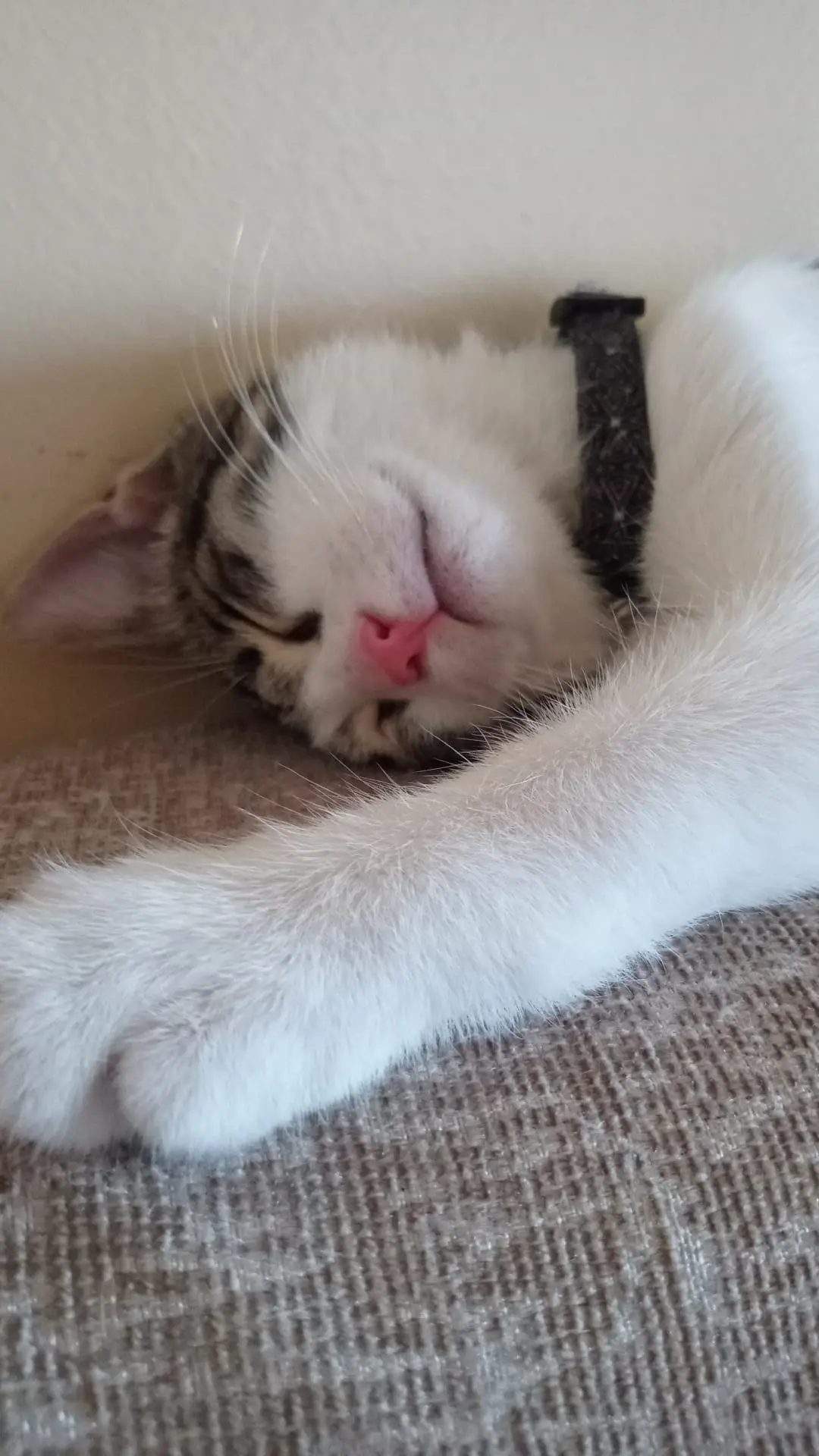 Kedi-Tekir | Çakır , 02.06.2025 Pazartesi tarihli fotoğrafı