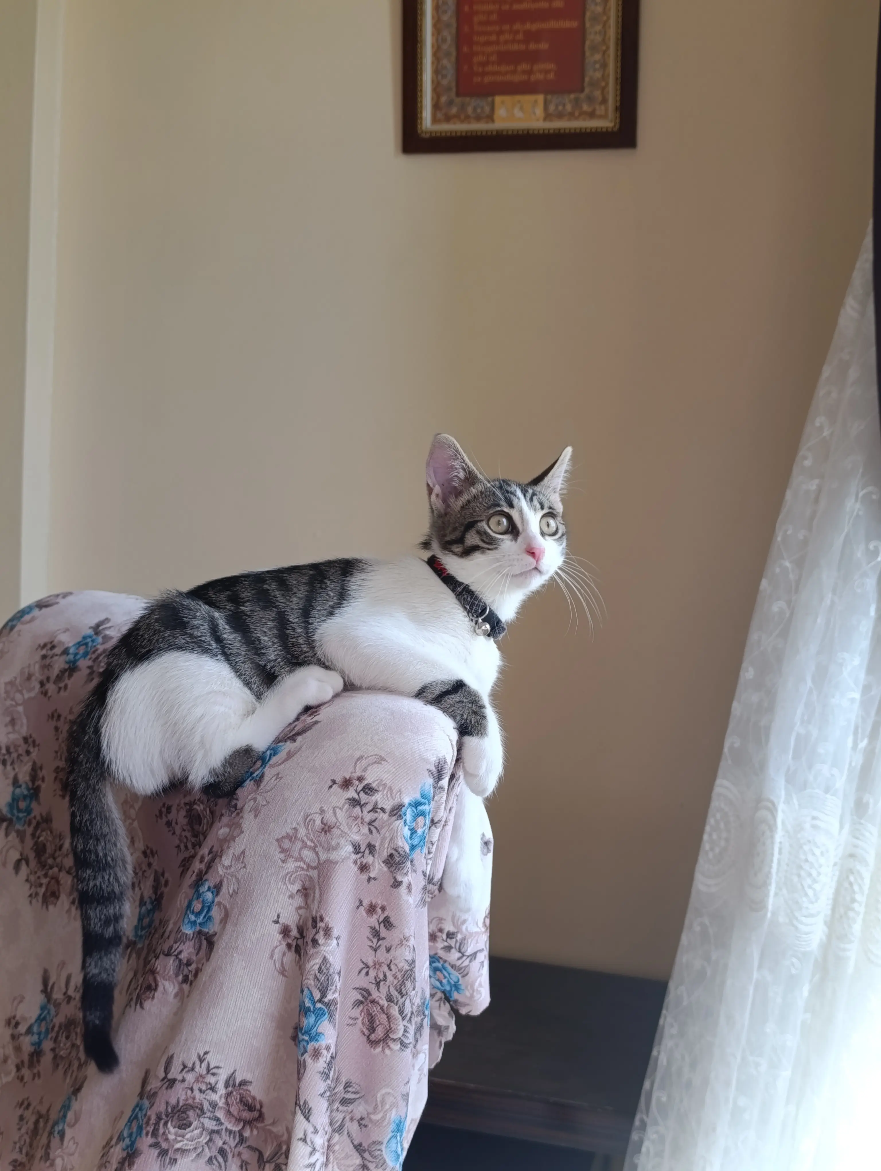 Kedi-Tekir | Çakır , 02.06.2025 Pazartesi tarihli fotoğrafı