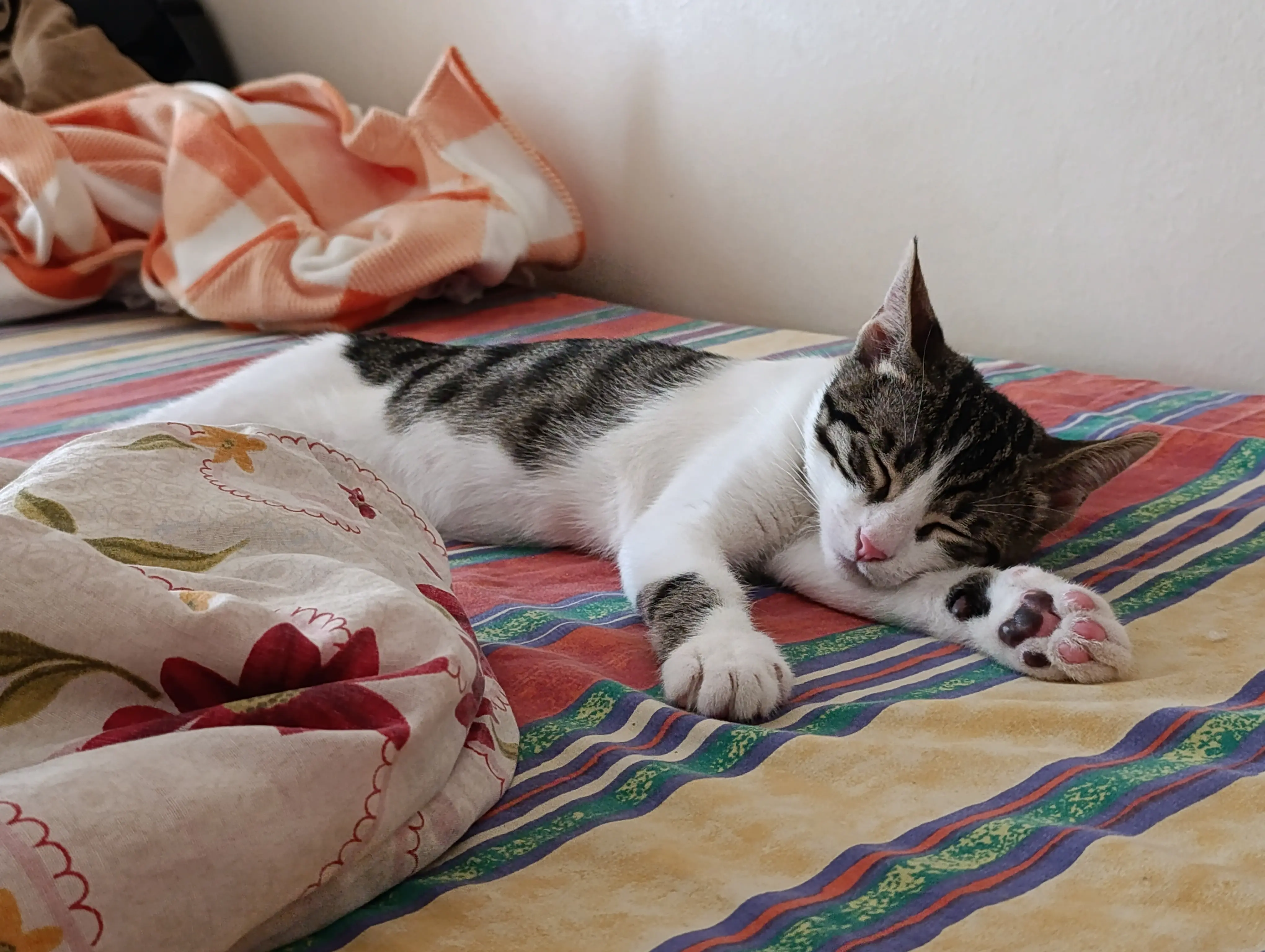 Kedi-Tekir | Çakır , 02.06.2025 Pazartesi tarihli fotoğrafı