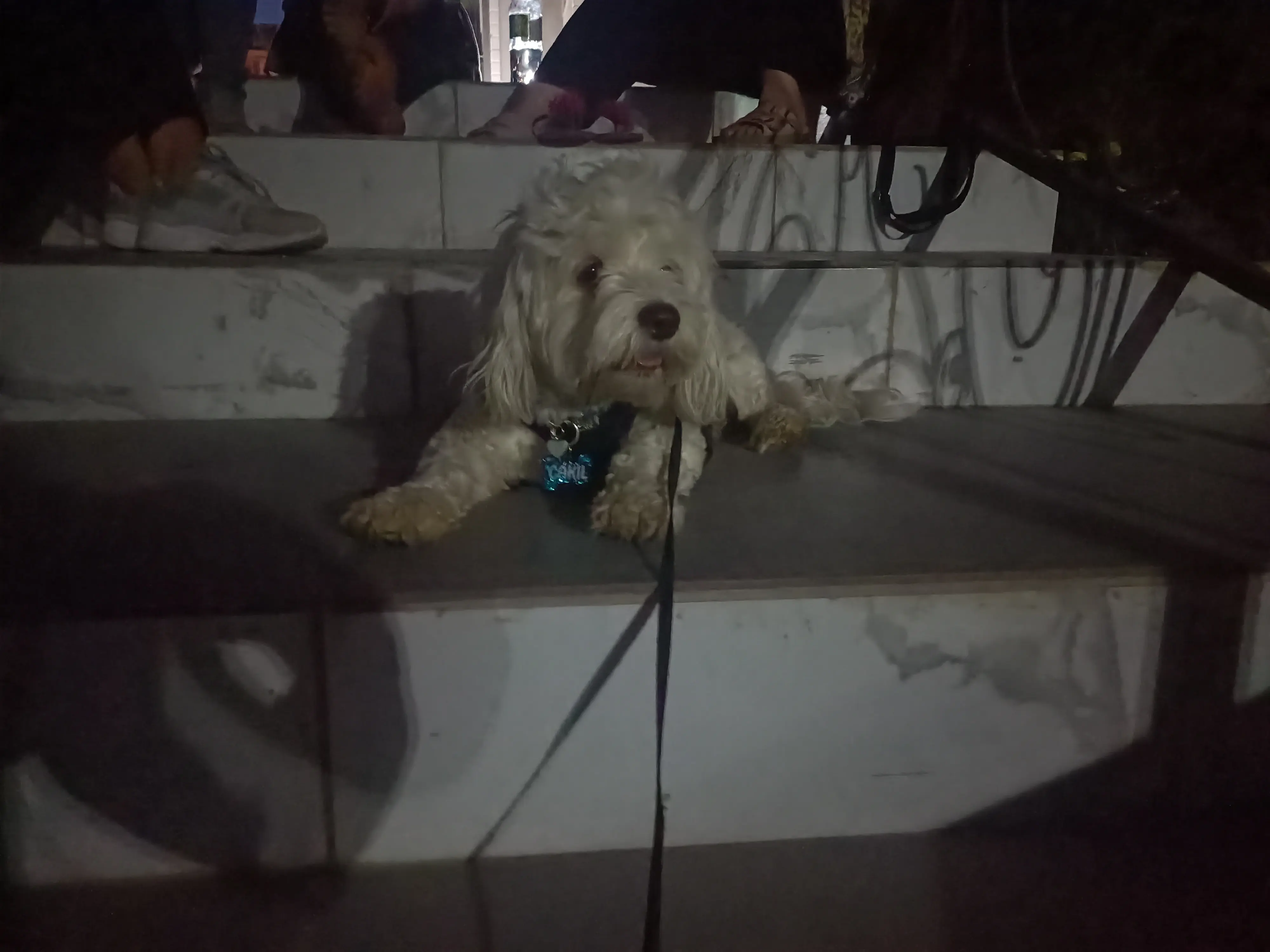Köpek-Maltese | Çakıl, 14.06.2025 Cumartesi tarihli fotoğrafı