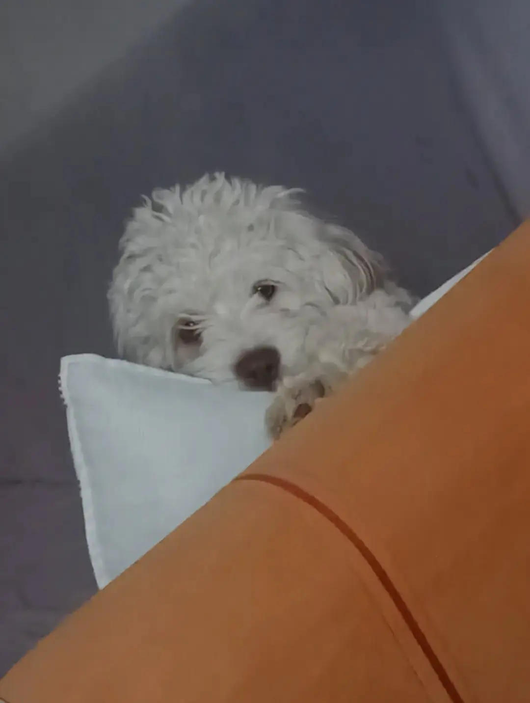 Köpek-Maltese | Çakıl, 14.06.2025 Cumartesi tarihli fotoğrafı