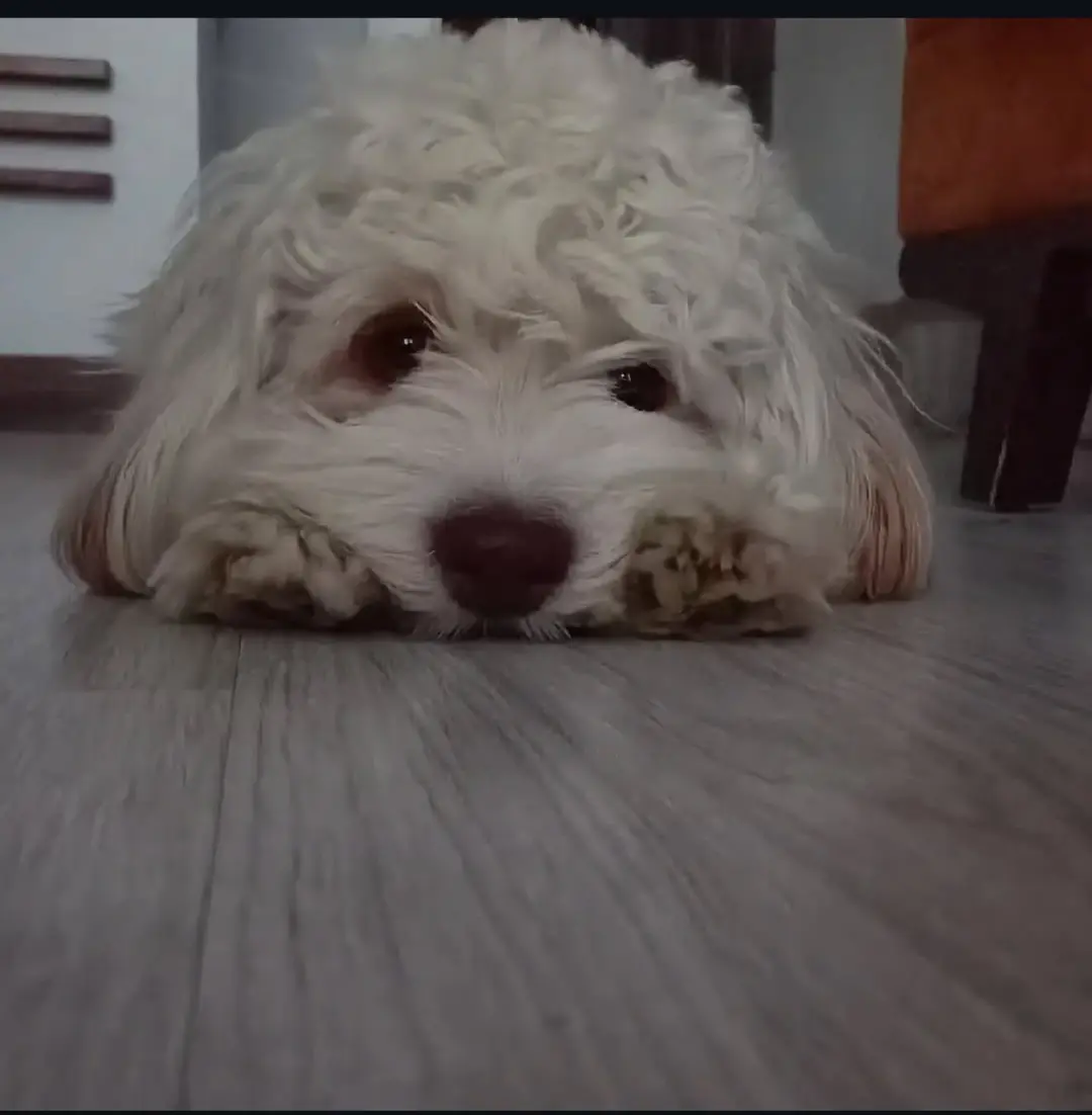 Köpek-Maltese | Çakıl, 14.06.2025 Cumartesi tarihli fotoğrafı