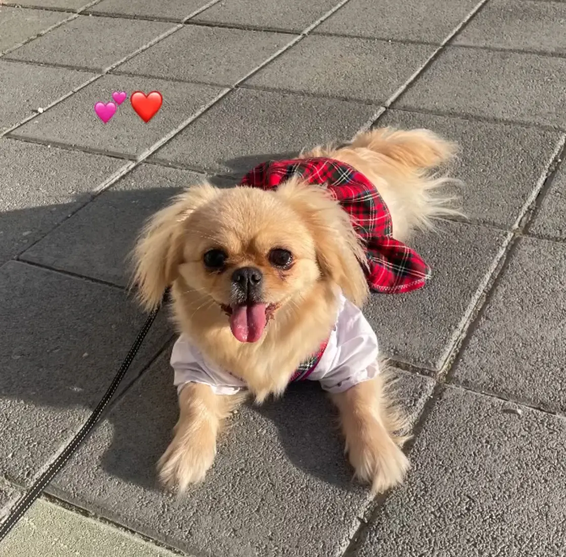 Köpek-Pekingese | Pakize, 05.07.2025 Cumartesi tarihli fotoğrafı