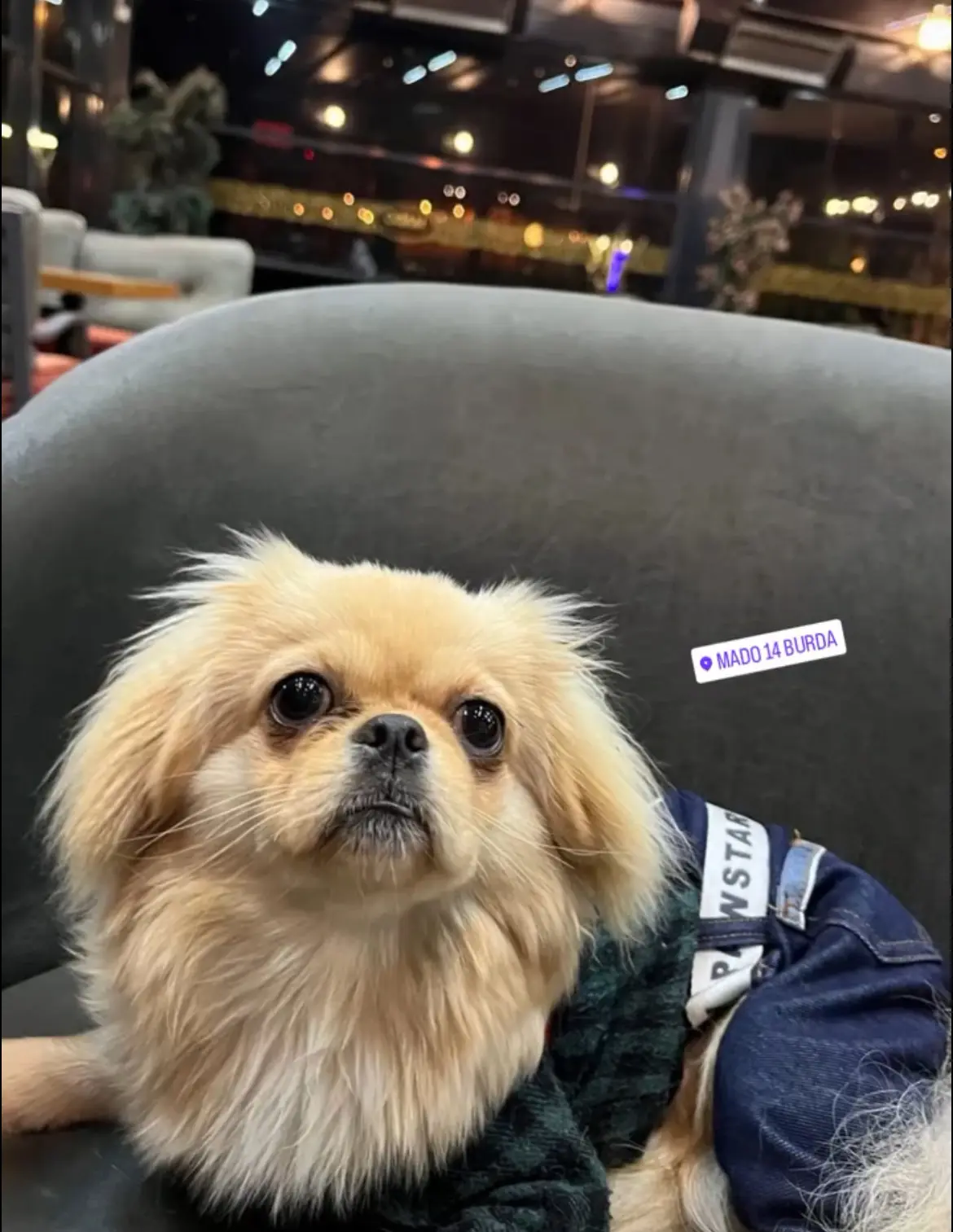Köpek-Pekingese | Pakize, 05.07.2025 Cumartesi tarihli fotoğrafı