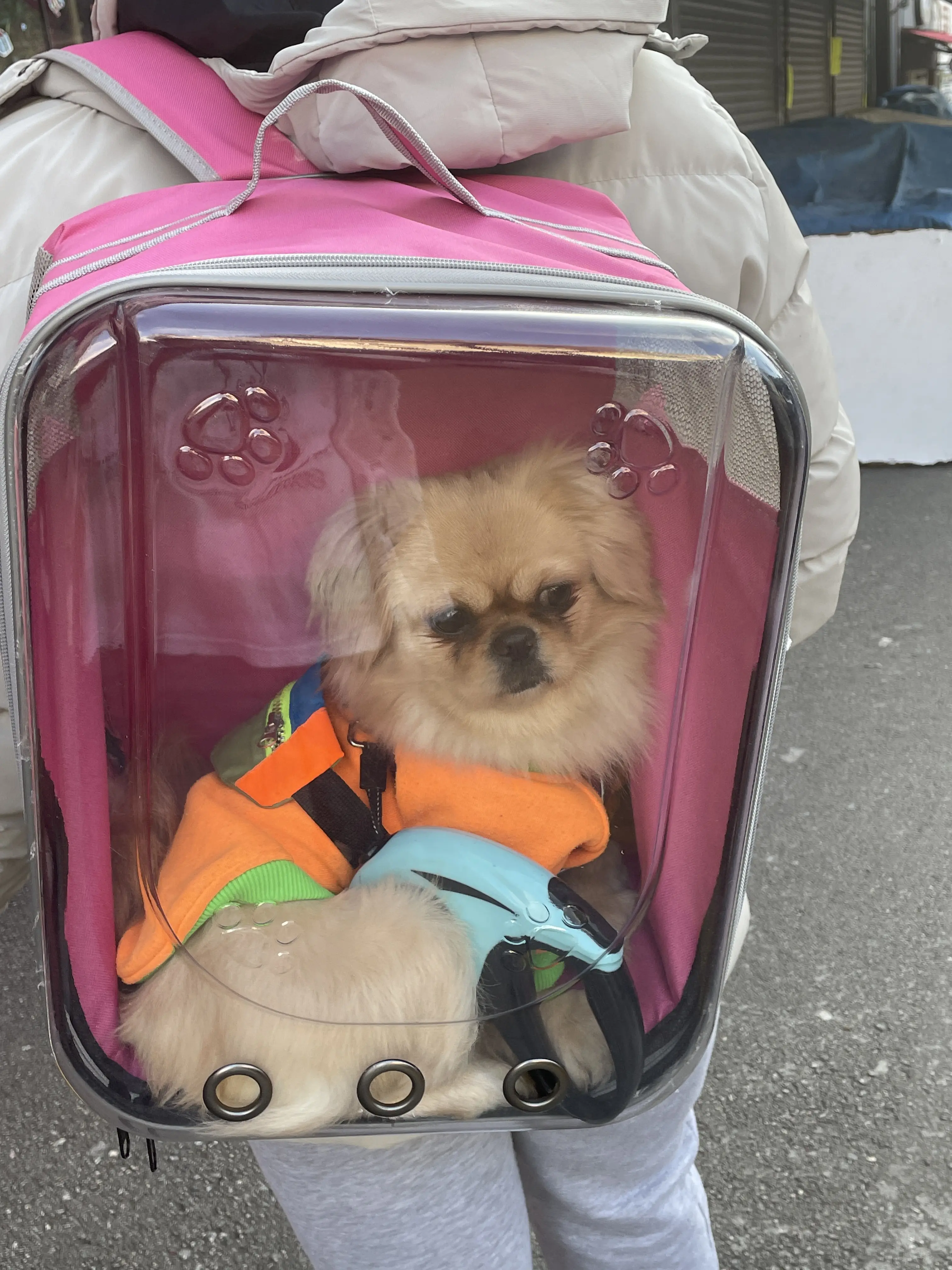 Köpek-Pekingese | Pakize, 05.07.2025 Cumartesi tarihli fotoğrafı