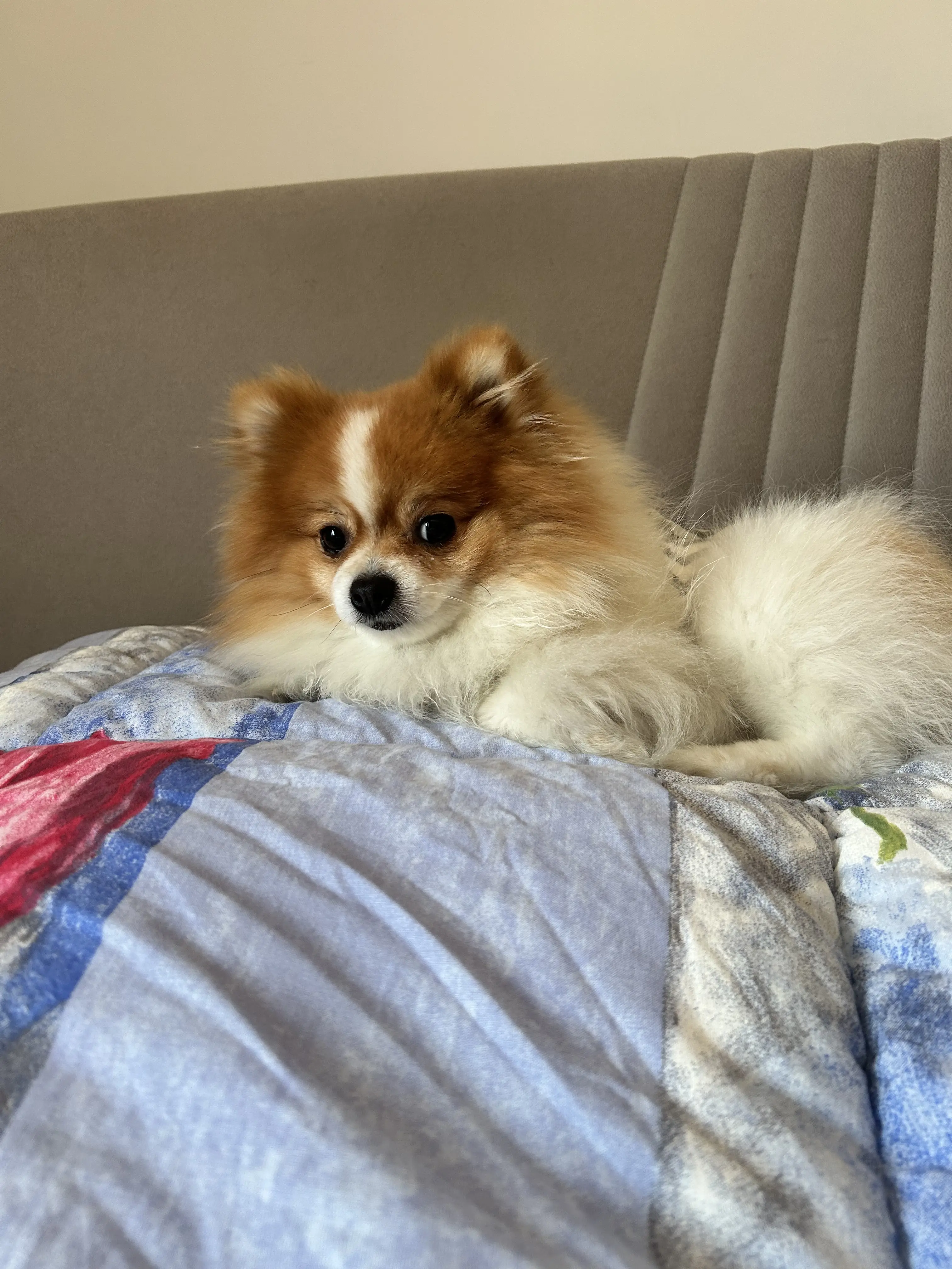 Köpek-Pomeranian | Ciro, 23.07.2025 Çarşamba tarihli fotoğrafı