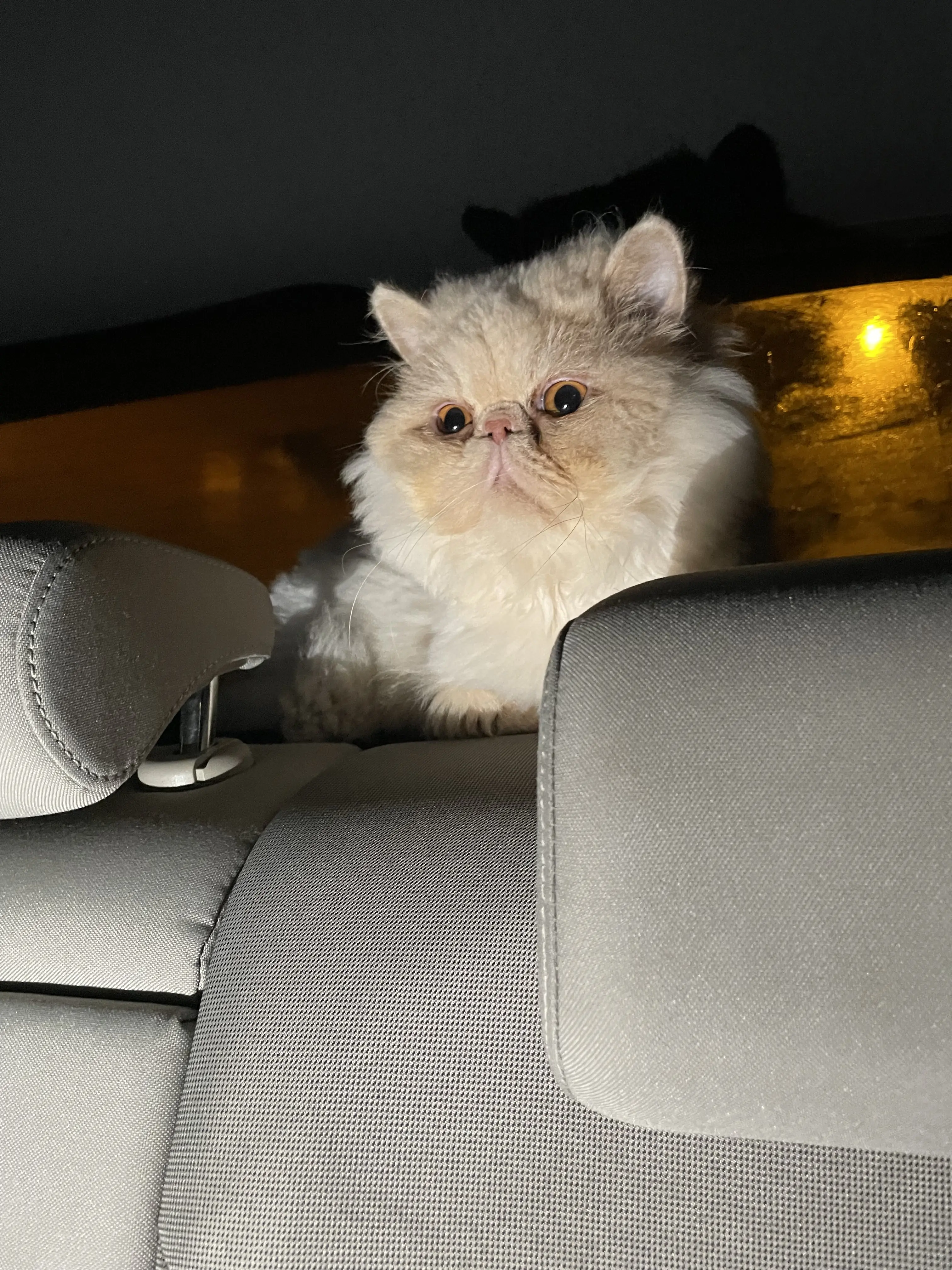 Kedi-Persian | Rıfkı, 17.07.2025 Perşembe tarihli fotoğrafı