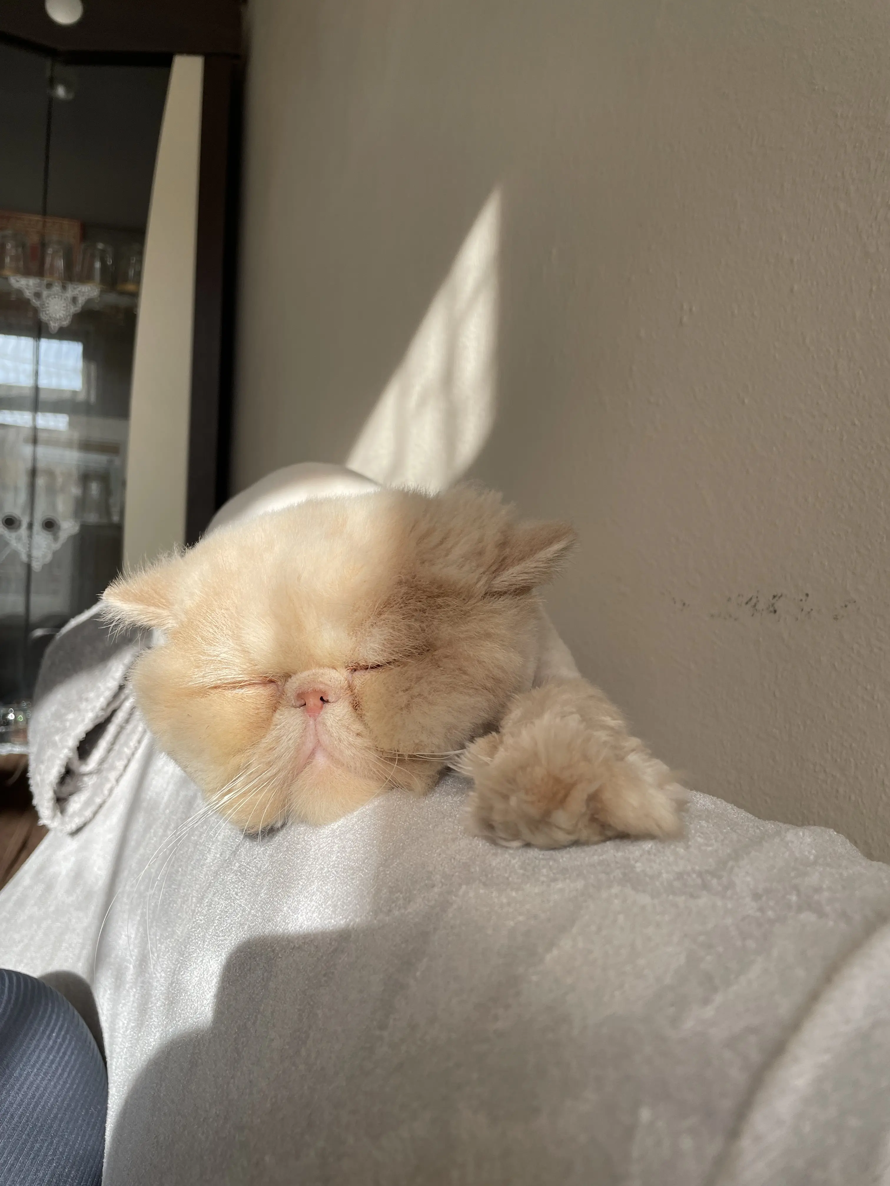 Kedi-Persian | Rıfkı, 17.07.2025 Perşembe tarihli fotoğrafı