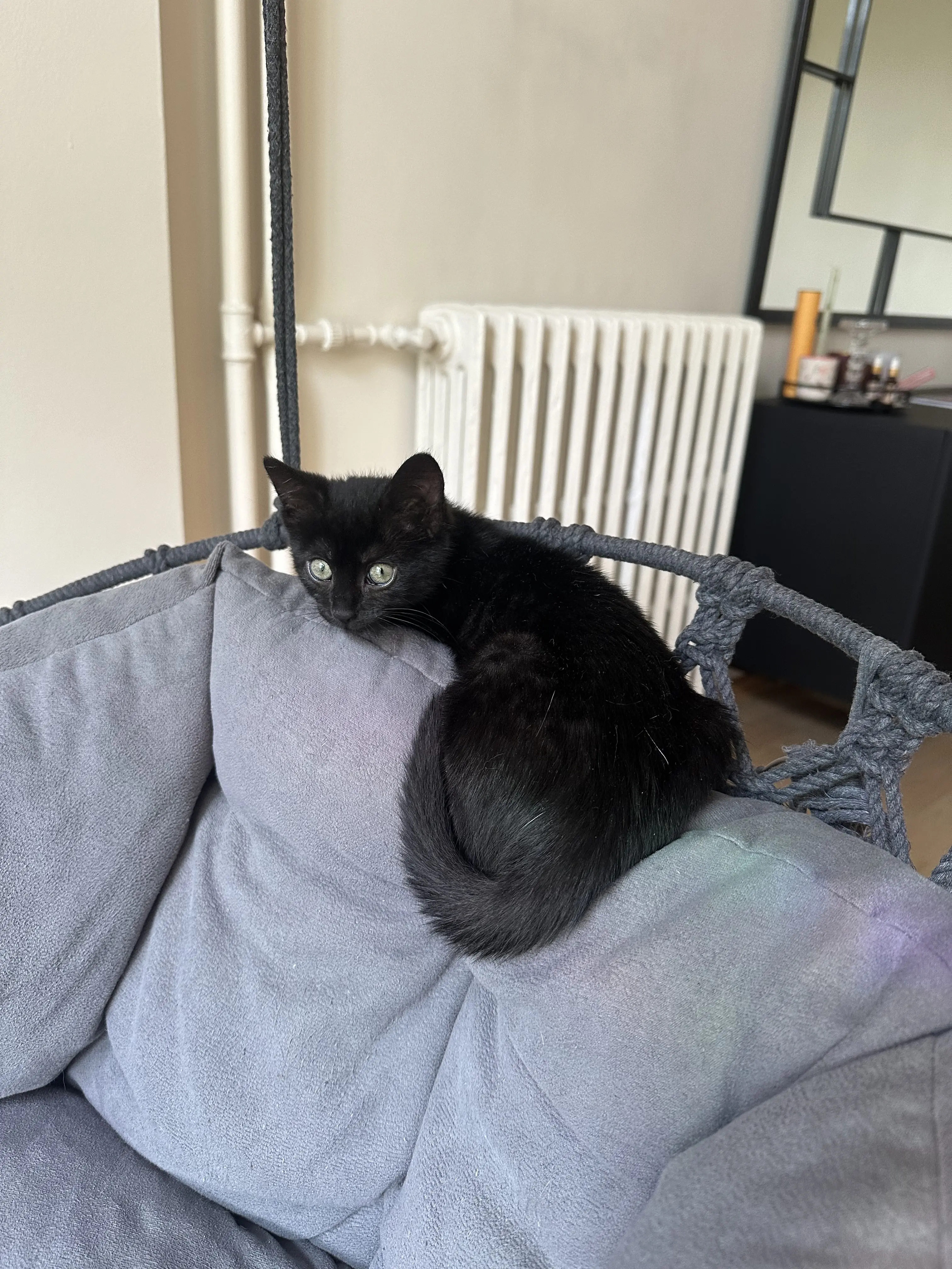 Kedi-Bombay | Hera, 29.07.2025 Salı tarihli fotoğrafı
