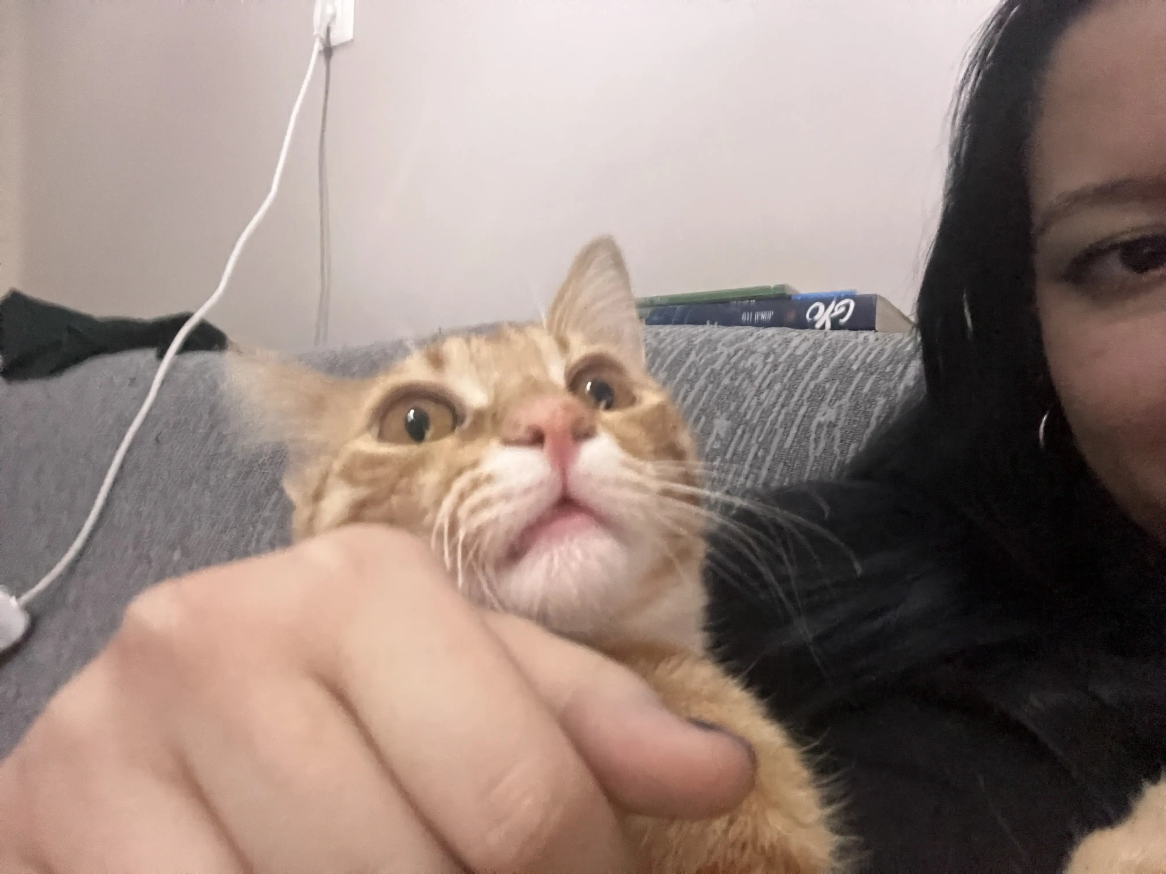 Kedi-Sarman | Diego, 07.03.2026 Cumartesi tarihli fotoğrafı