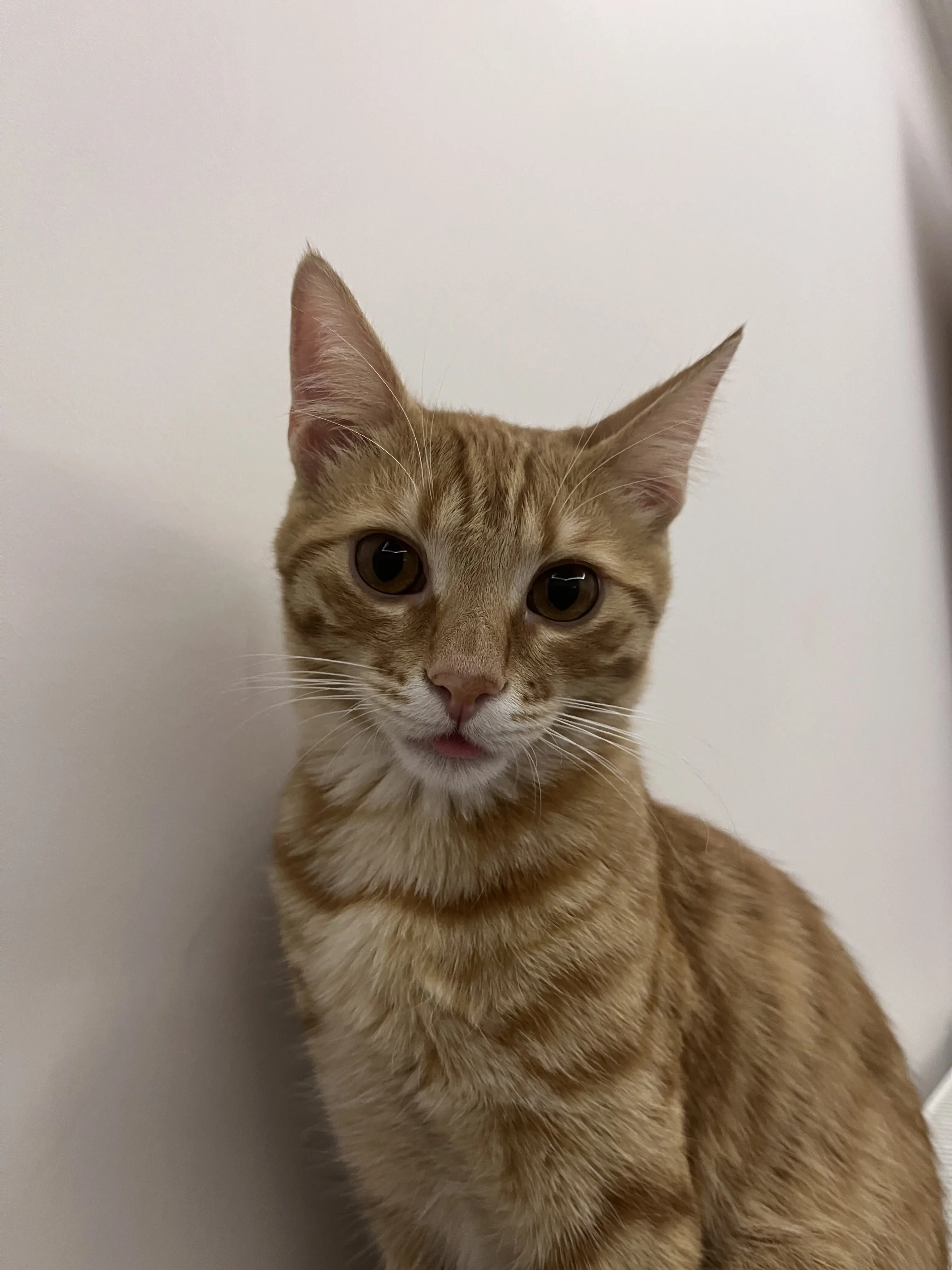 Kedi-Sarman | Diego, 07.03.2026 Cumartesi tarihli fotoğrafı