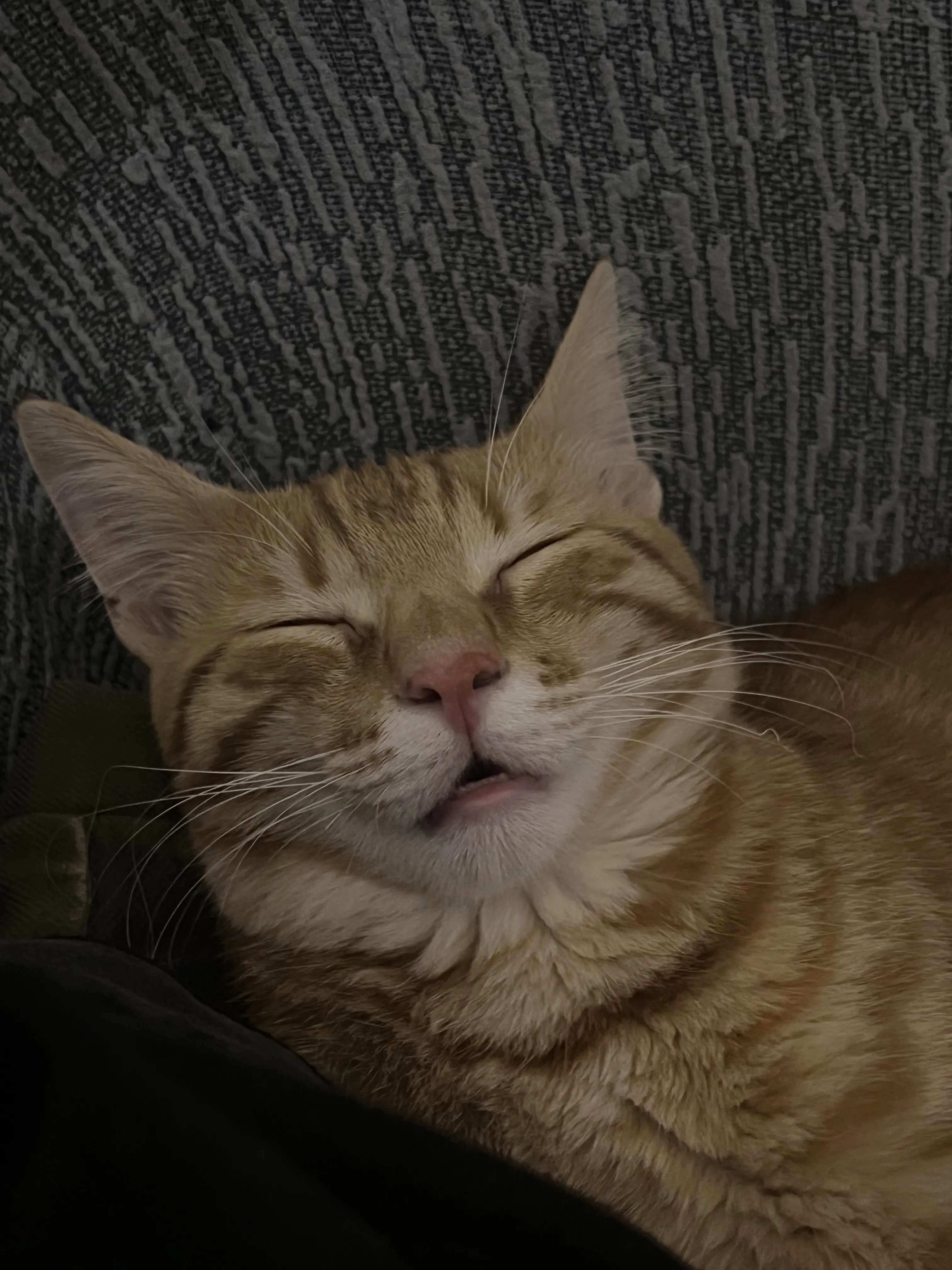 Kedi-Sarman | Diego, 07.03.2026 Cumartesi tarihli fotoğrafı