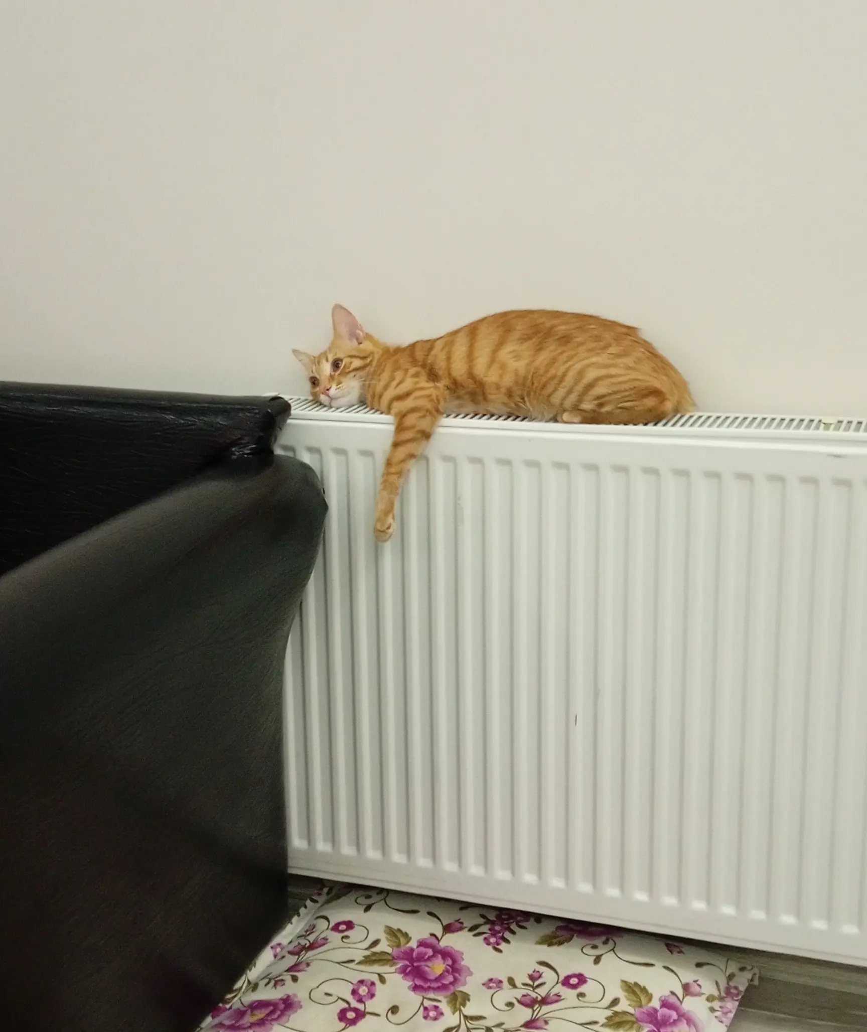 Kedi-Sarman | Diego, 07.03.2026 Cumartesi tarihli fotoğrafı