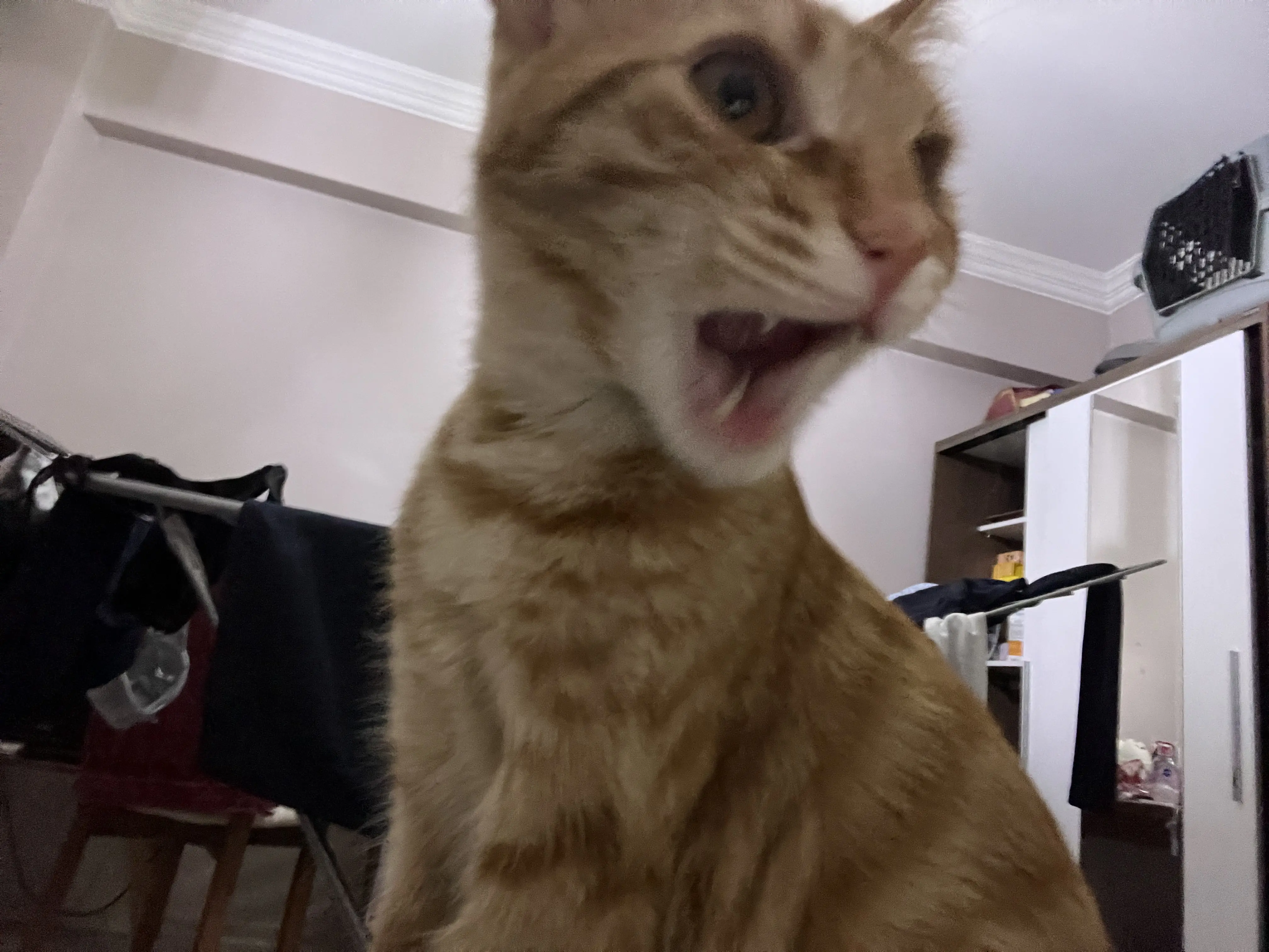 Kedi-Sarman | Diego, 07.03.2026 Cumartesi tarihli fotoğrafı