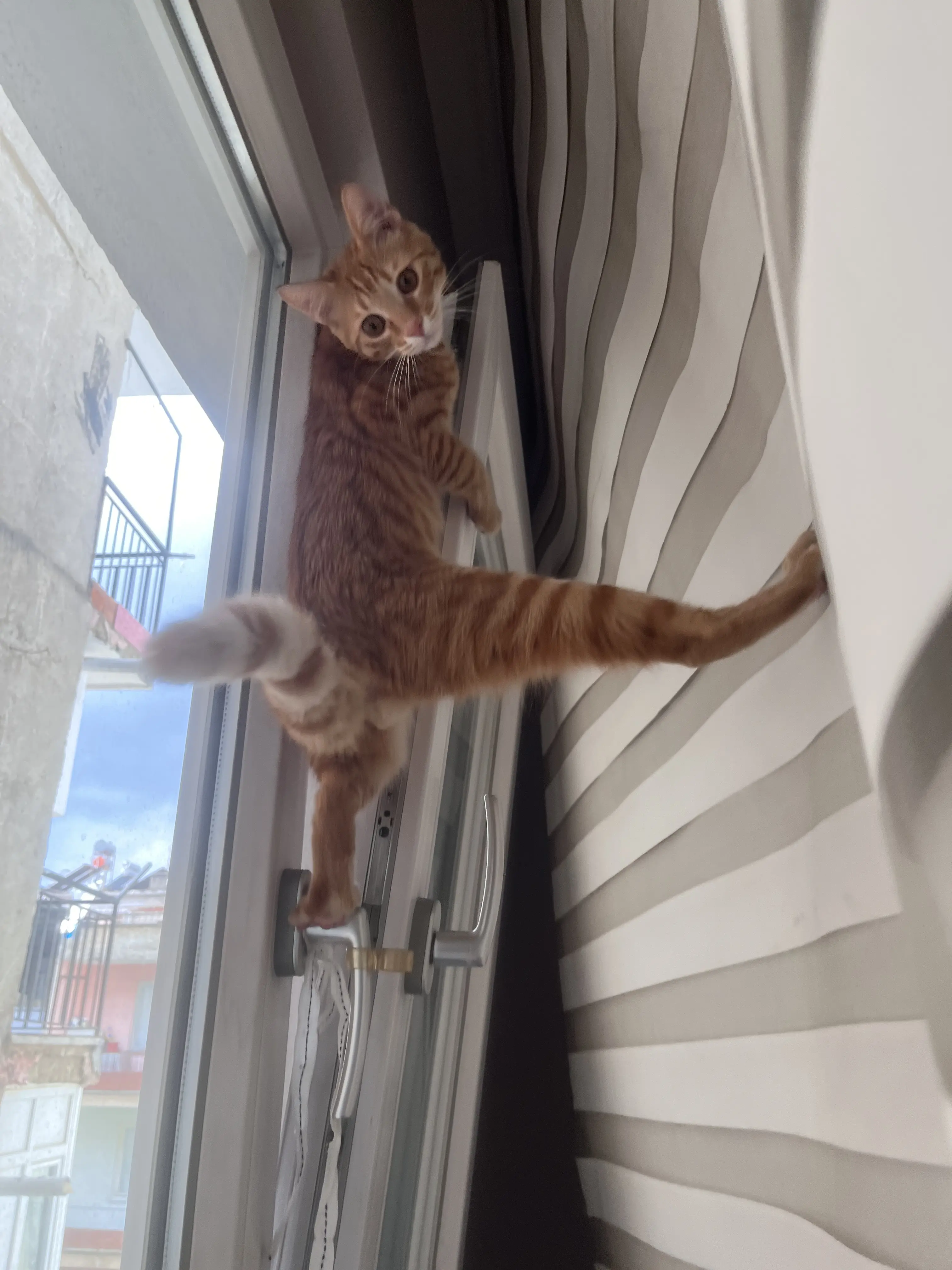 Kedi-Sarman | Diego, 07.03.2026 Cumartesi tarihli fotoğrafı