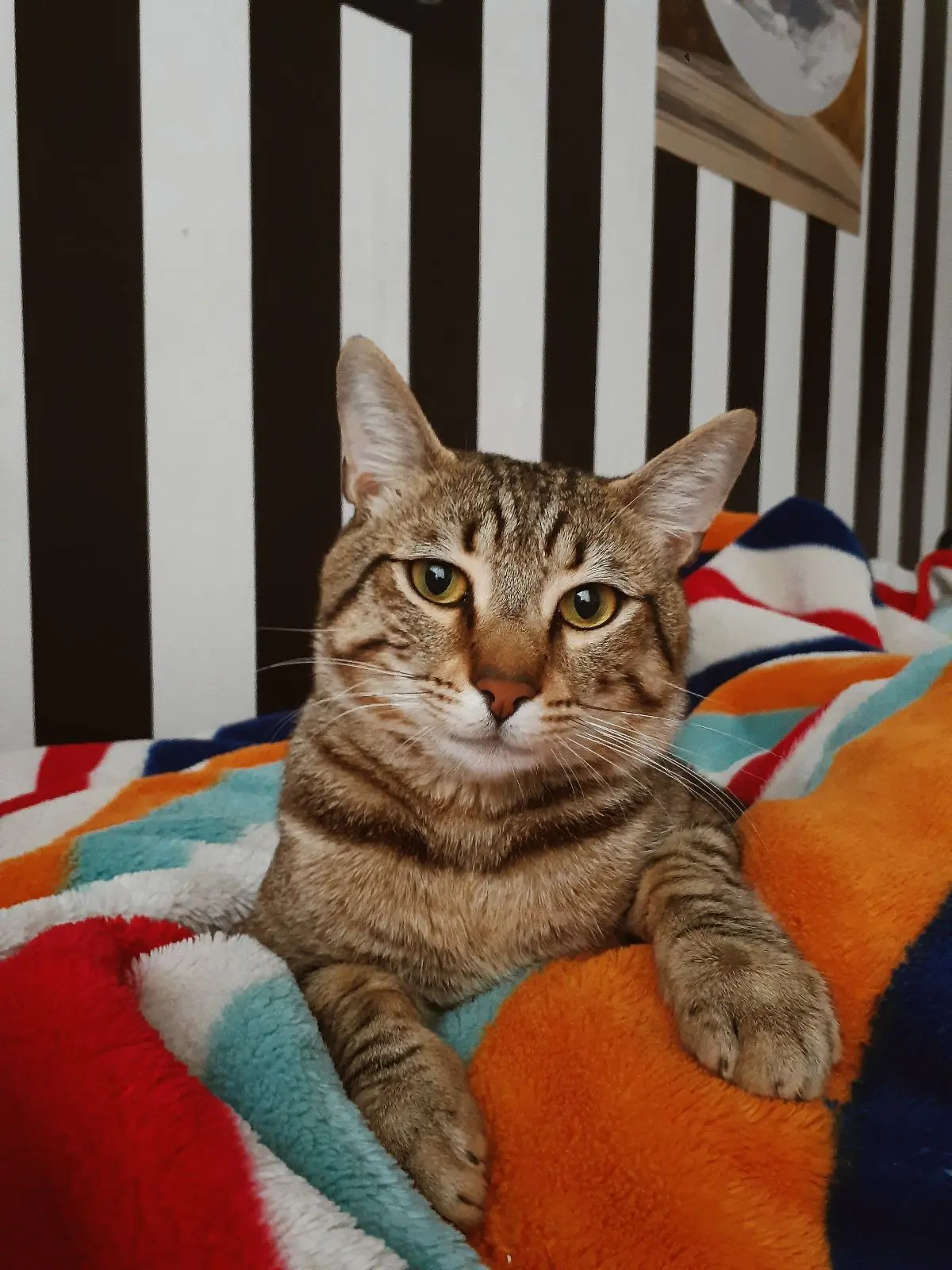 Kedi-Tekir | SOJU, 01.11.2025 Cumartesi tarihli fotoğrafı